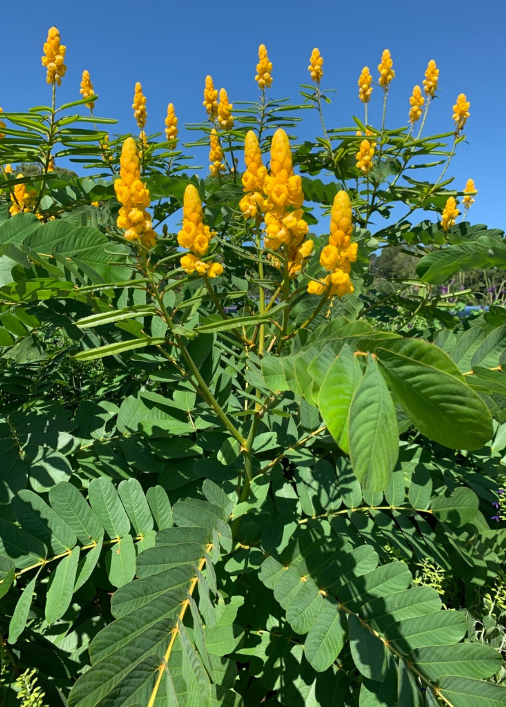 Herb plant Candle Bush, King of the Jungle (Senna alata, Cassia alata) in a coconut coir pot, showcasing lush green leaves.
