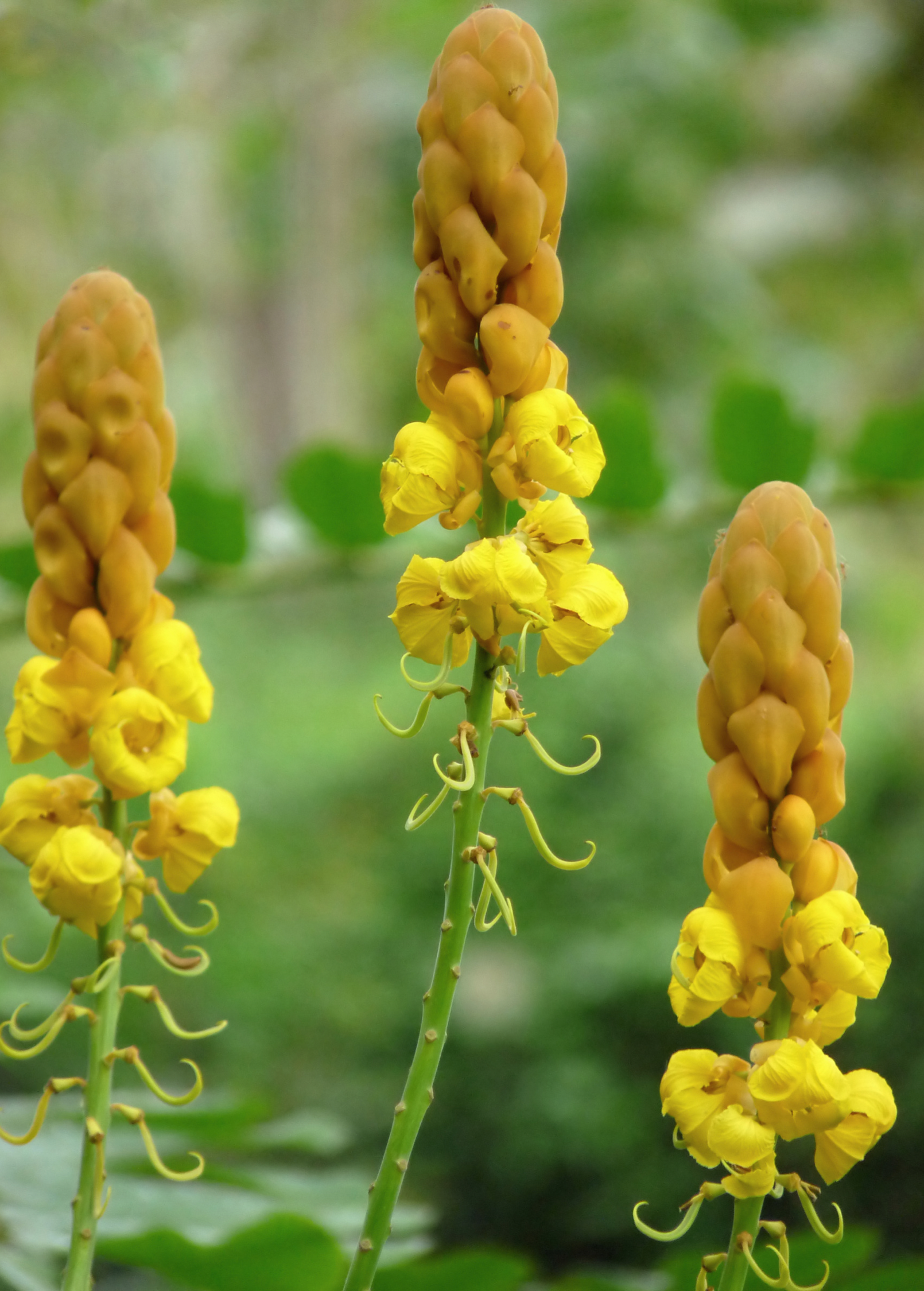 Herb Candle Bush, King of the Jungle (Senna alata), in a coconut coir pot, featuring lush green leaves and vibrant flowering spikes.
