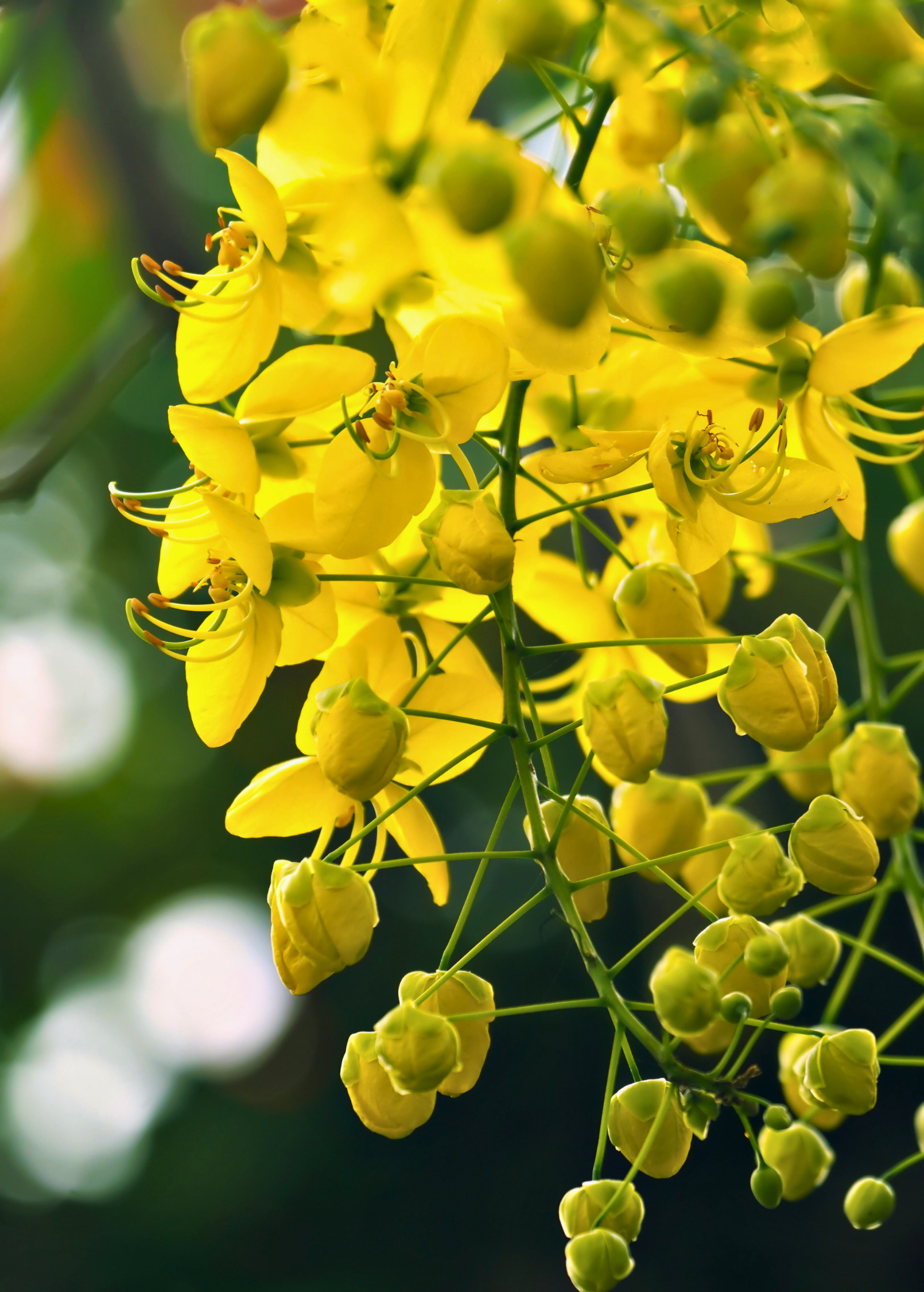 Sow Exotic Cassia Cinnamon herb in a medium coconut coir pot, showcasing its aromatic cinnamon leaves and stems.
