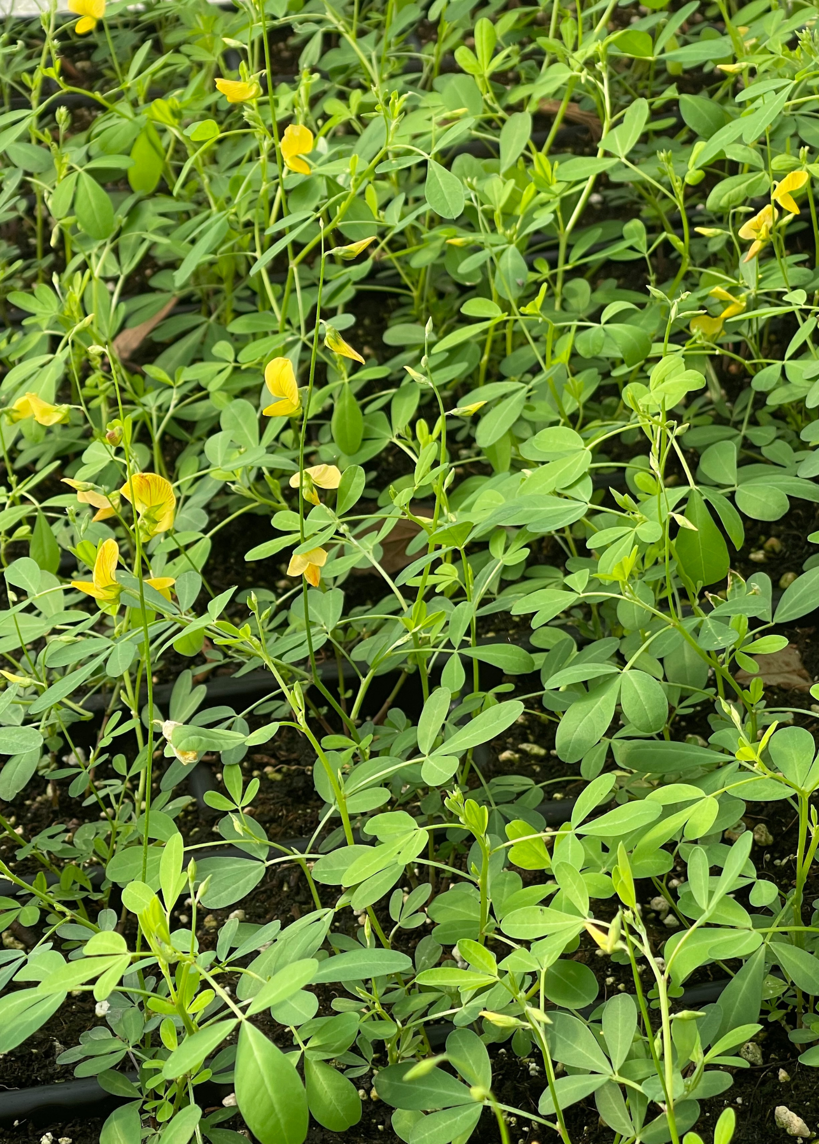 Fresh Chipilín herb in coconut coir pot from Sow Exotic, showcasing vibrant green leaves and delicate stems.