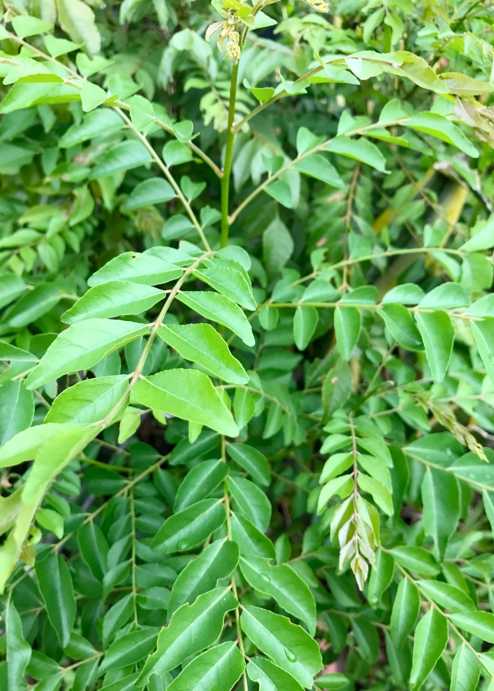 Fresh Curry Leaf herb in a coconut coir pot by Sow Exotic, showing vibrant green leaves of Murraya koenigii.