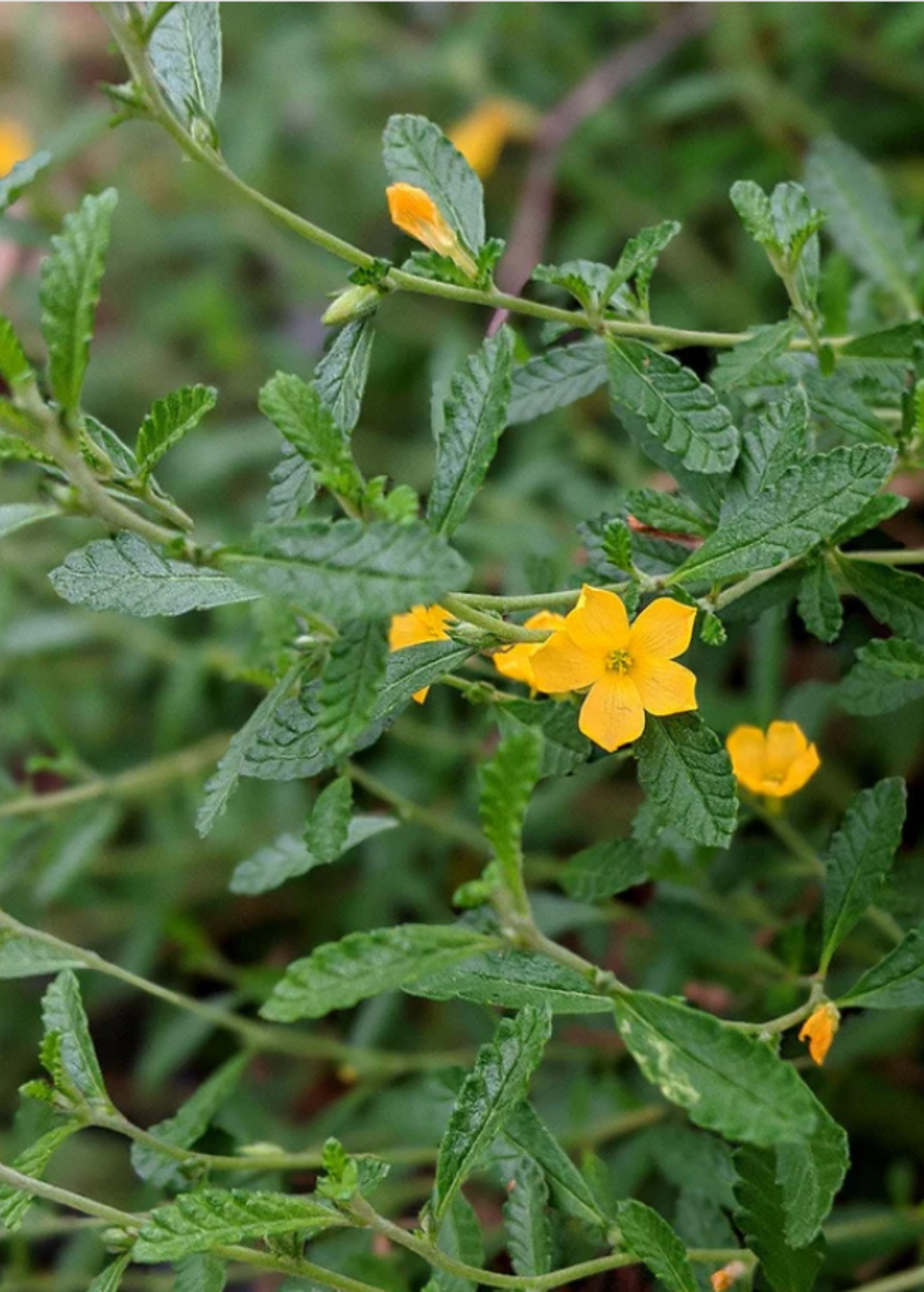 Damiana herb plant in coconut coir pot, healthy green Turnera diffusa from Sow Exotic for herbal use.