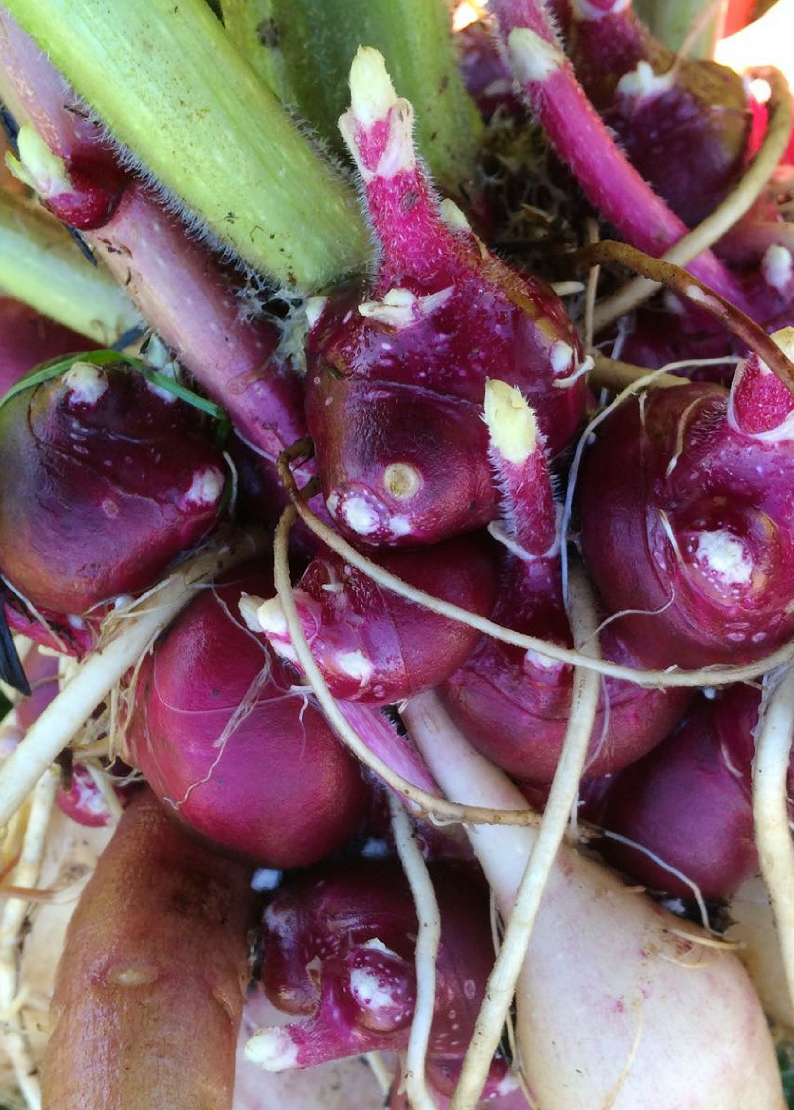Purple Earth Apple herb in a coconut coir pot, showcasing its smallanthus sonchifolius leaves and vibrant purple color.
