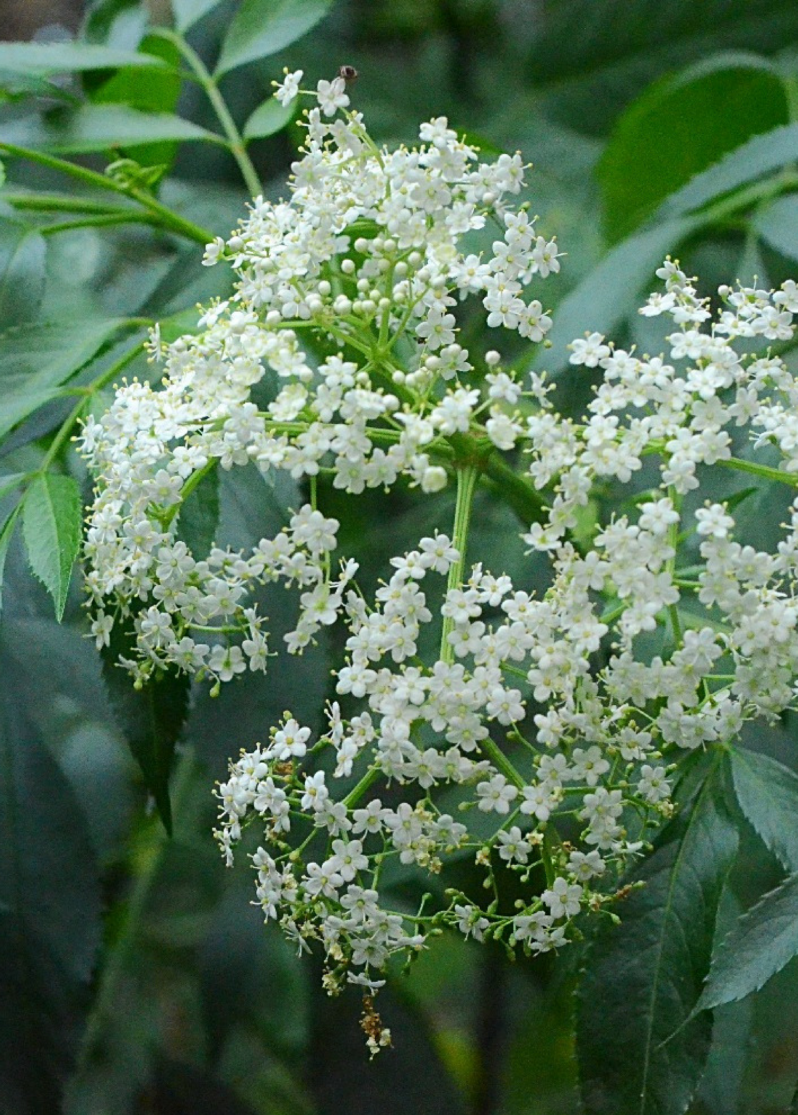 Florida native elderberry herb in a coconut coir pot, showcasing lush green foliage of Sow Exotic's Sambucus canadensis.