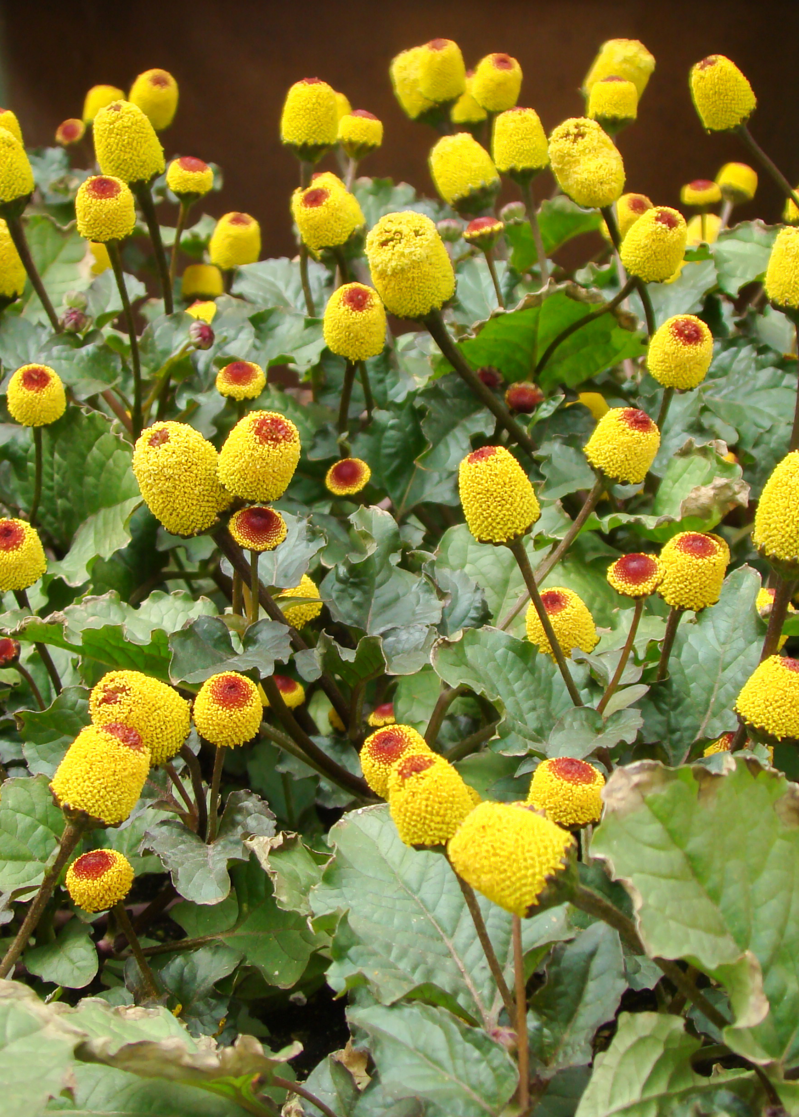 Electric Daisy Toothache Plant herb in coconut coir pot by Sow Exotic, showcasing vibrant green Spilanthes acmella leaves.