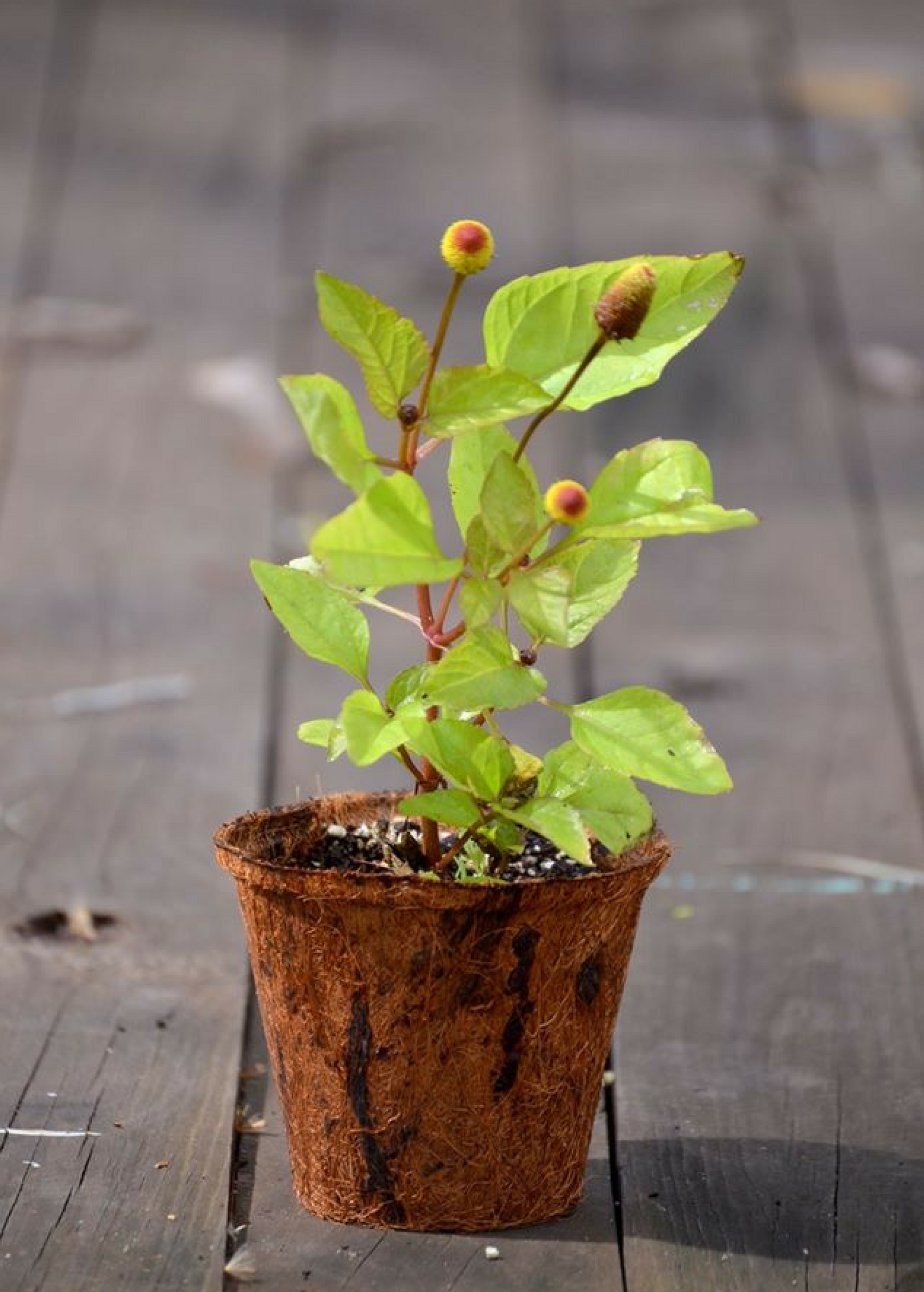 Electric Daisy Toothache Plant herb in coconut coir pot by Sow Exotic, showcasing its vibrant spilanthes acmella foliage.
