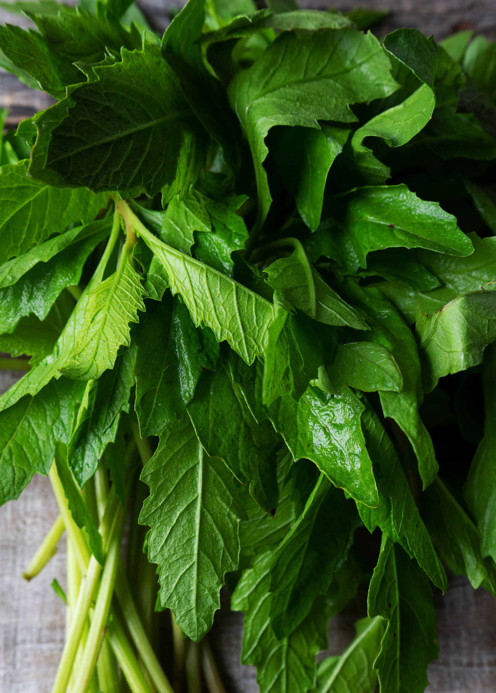 Fresh Epazote herb in a coconut coir pot, grown by Sow Exotic, with vibrant green leaves and bushy foliage.