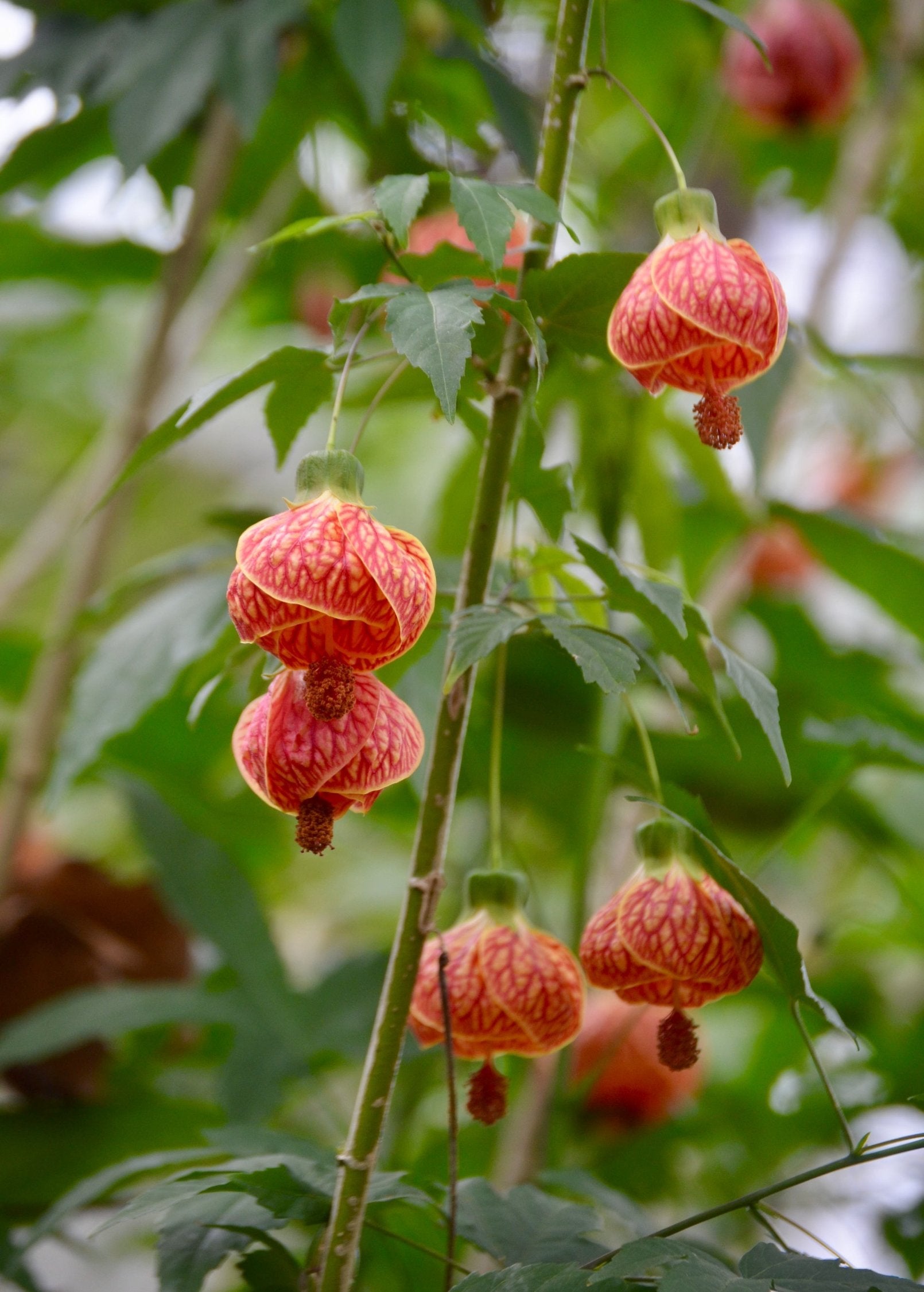 Herb Plant Flowering Maple (Abutilon pictum) in a coconut coir pot, showcasing vibrant green foliage and orange flowers.