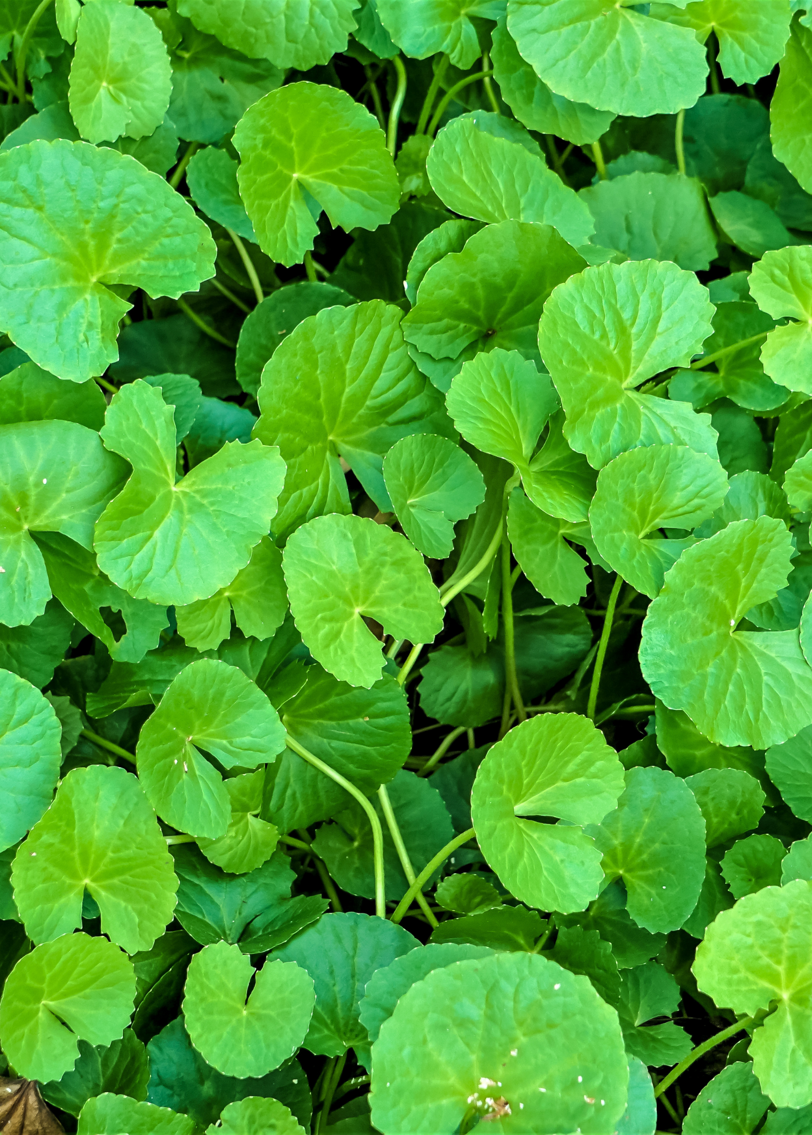 Gotu Kola herb in a medium coconut coir pot, showing lush green leaves and healthy growth, from Sow Exotic.