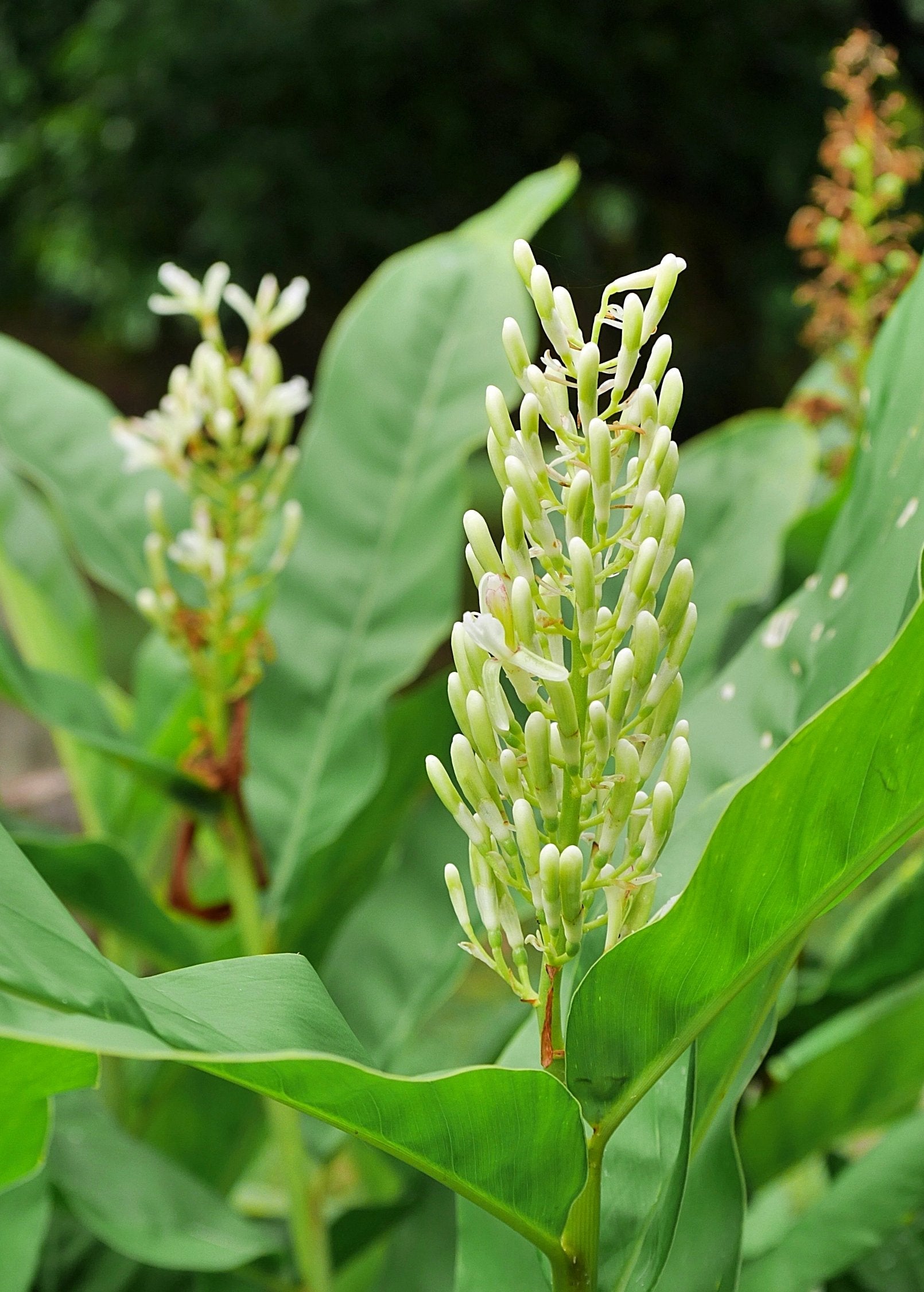 Greater galangal herb in a coconut coir pot by Sow Exotic, showcasing lush green leaves and thick rhizomes.
