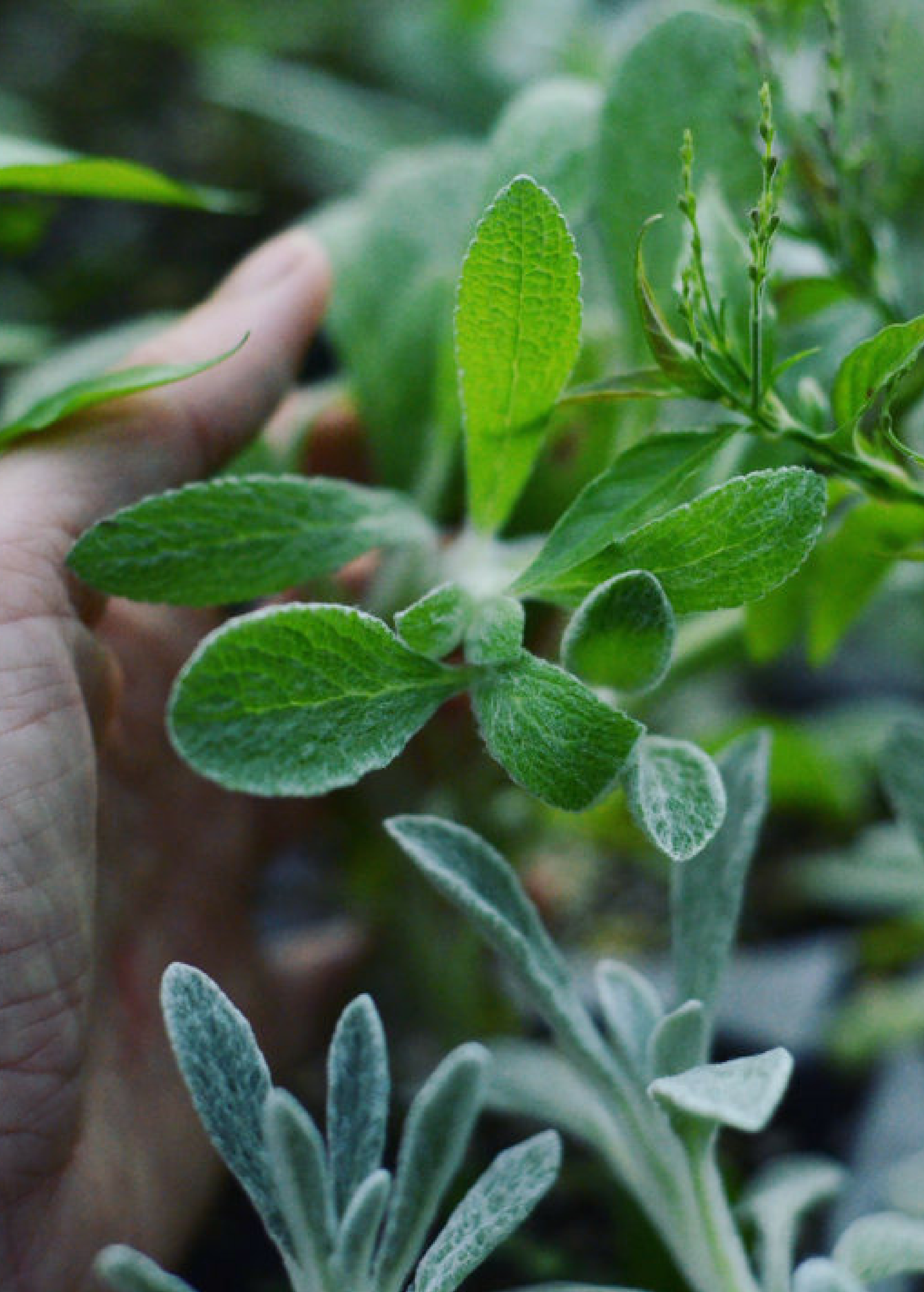 Greek Mountain Tea herb in a coconut coir pot, showcasing Sow Exotic's Sideritis scardica plant with green, leafy foliage.