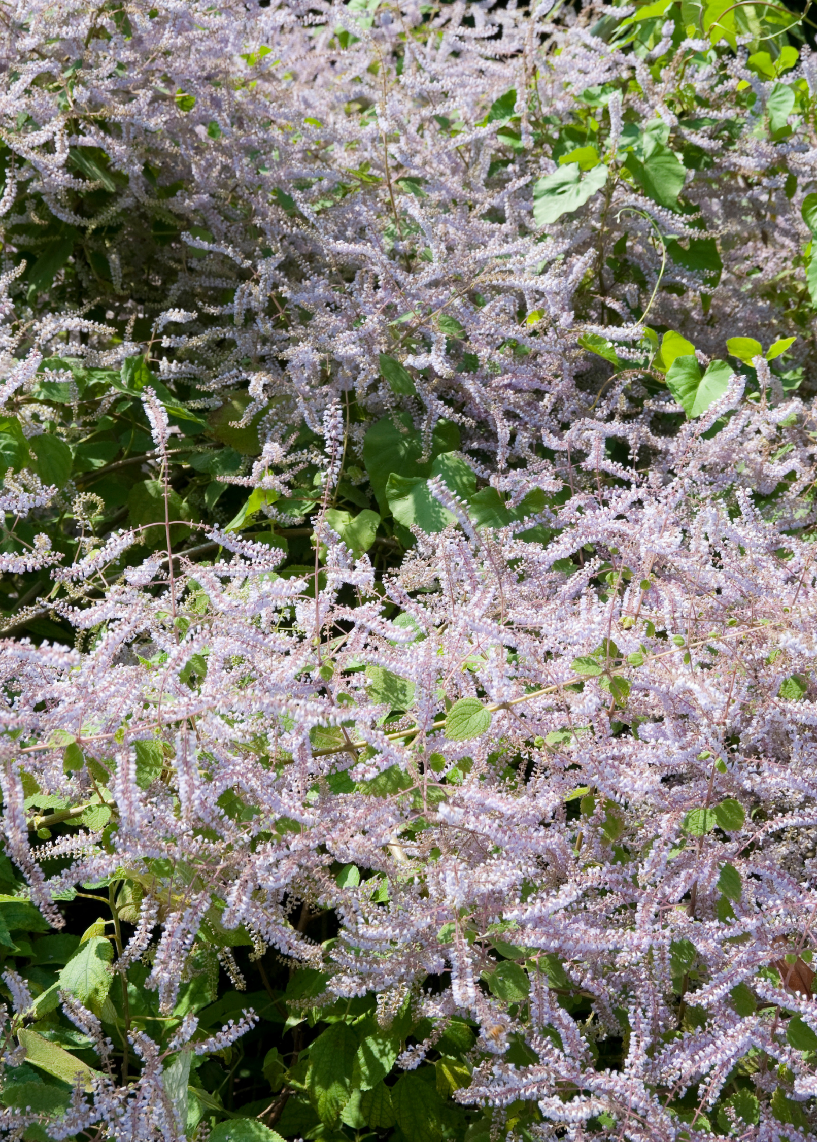 Iboza herb in a coconut coir pot, showing green leafy foliage, from Sow Exotic.