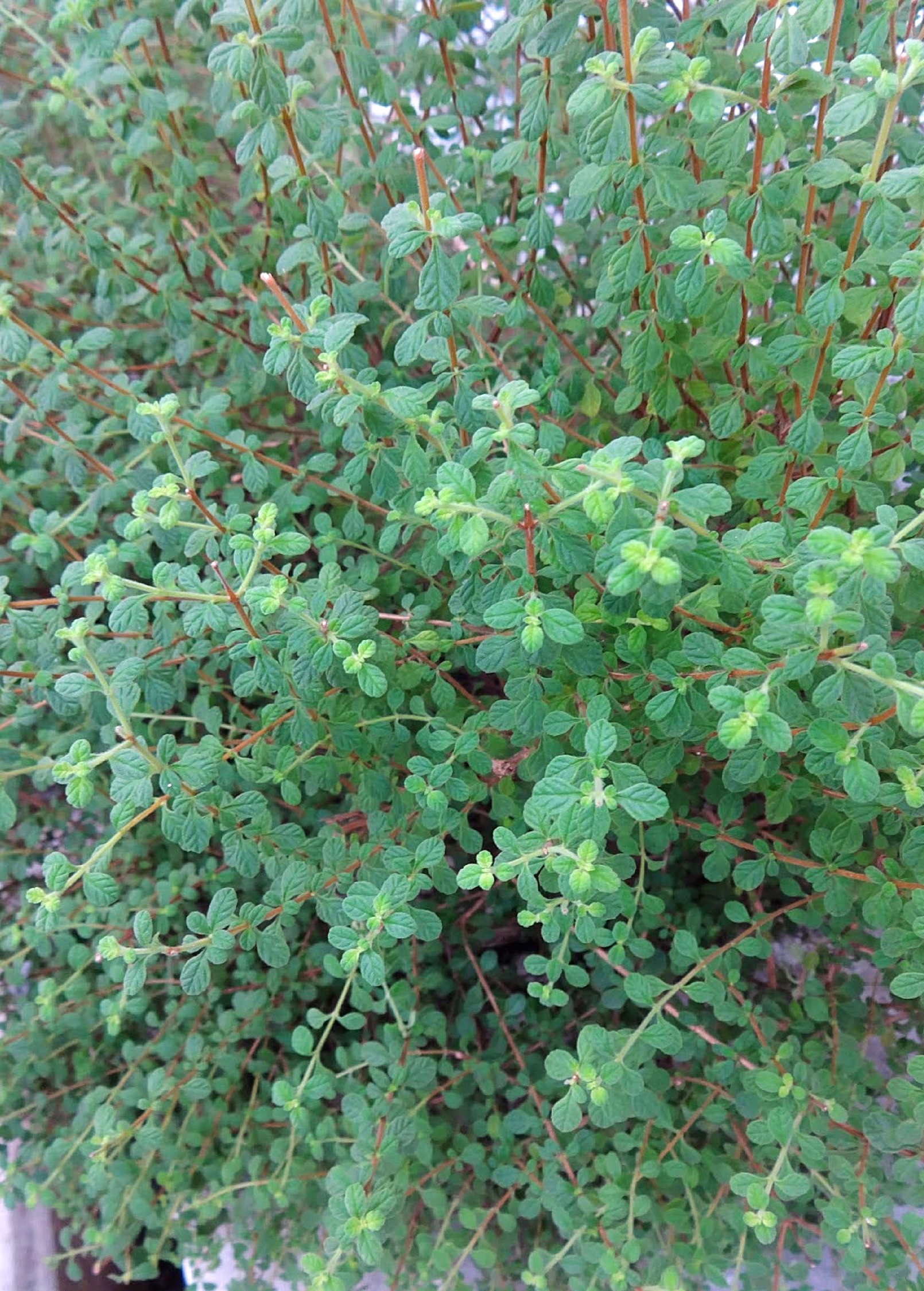 Jamaican Oregano herb in a coconut coir pot, grown by Sow Exotic, with green, aromatic leaves visible.