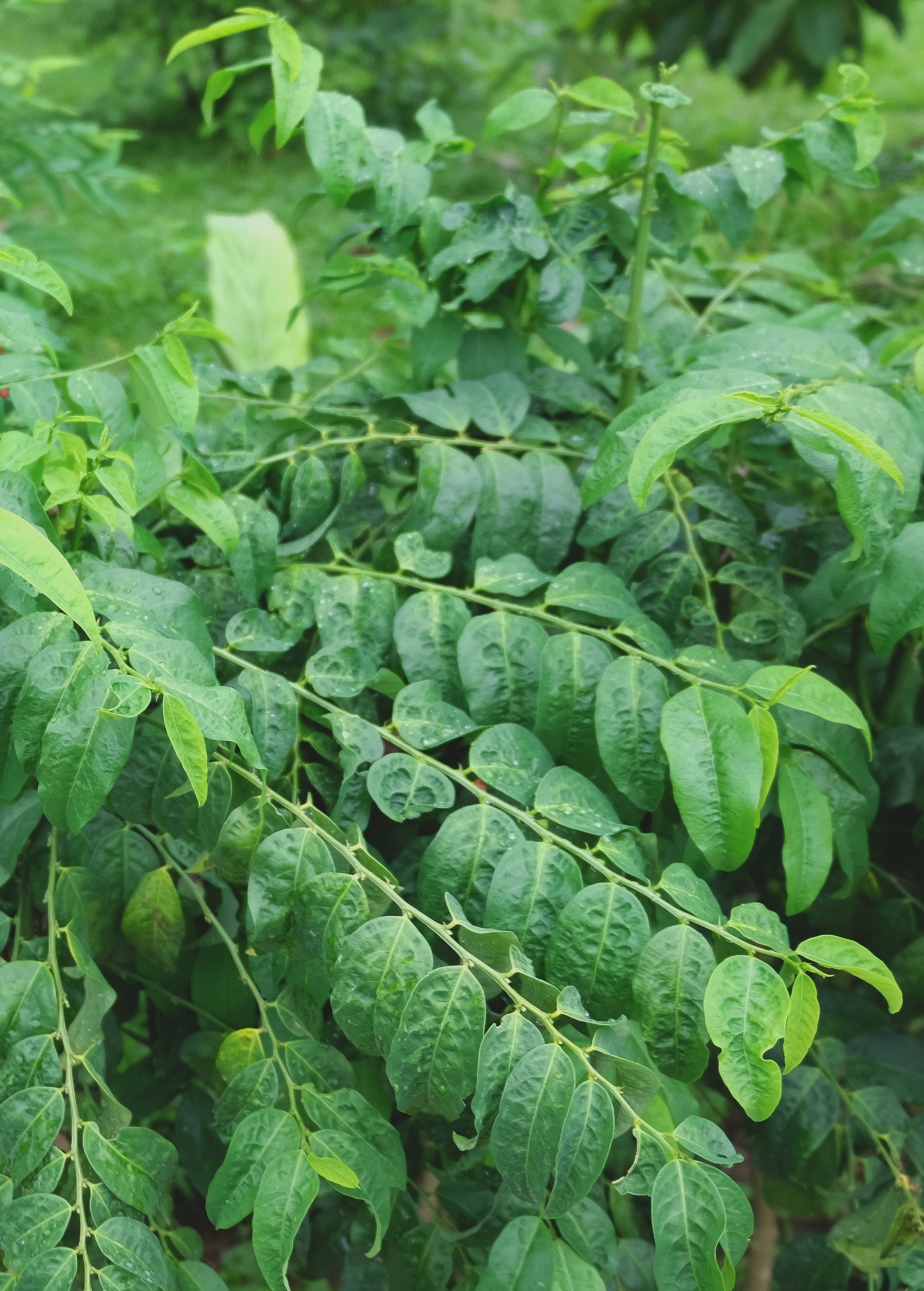 Healthy Katuk herb plant in a coconut coir pot from Sow Exotic, showcasing lush green Sauropus androgynus foliage.