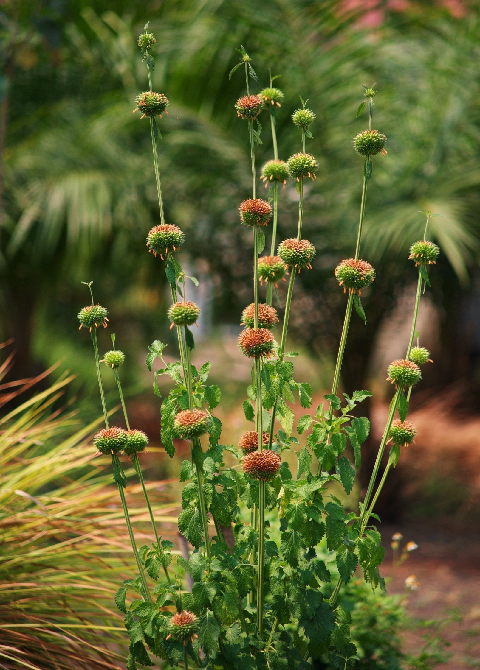 Klip Dagga herb in a coconut coir pot, showcasing lush green leaves and tall flowering stems, grown by Sow Exotic.