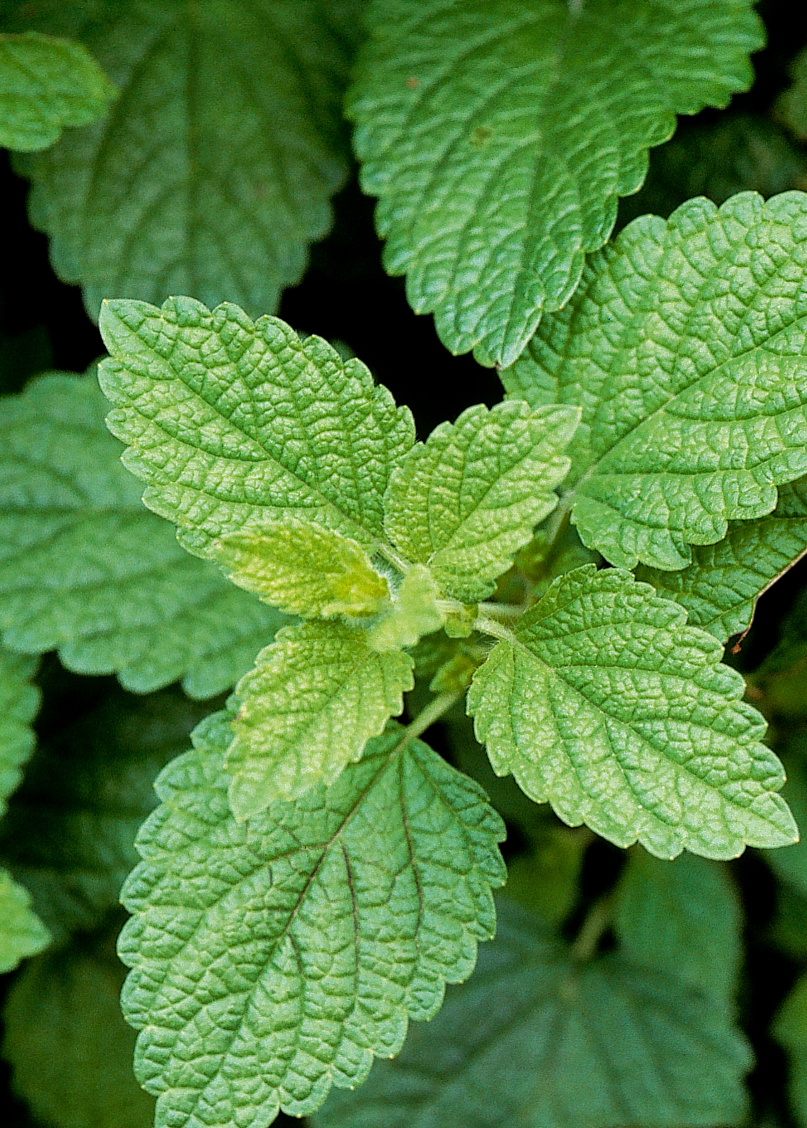 Fresh Lemon Balm herb in a coconut coir pot, showcasing its green, aromatic leaves from Sow Exotic.
