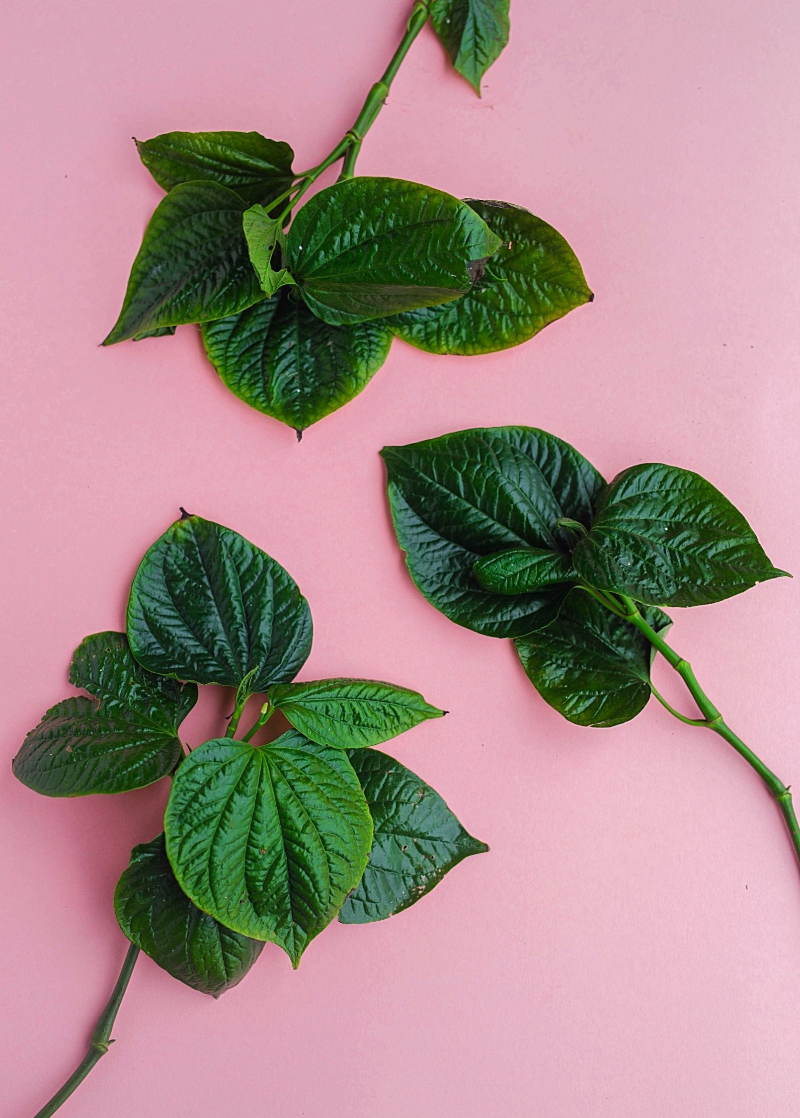 Lolot herb (Piper sarmentosum) in a coconut coir pot, showcasing lush green leaves, from Sow Exotic.