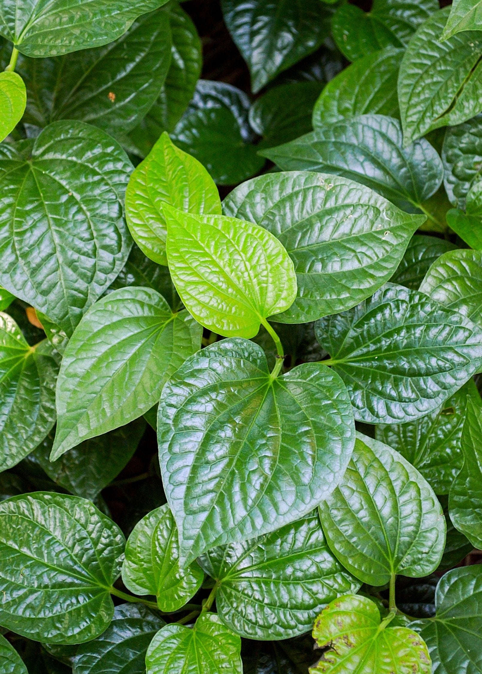 Lolot herb (Piper sarmentosum) in a coconut coir pot, a lush green plant used as an aromatic herb in Southeast Asian cuisine.