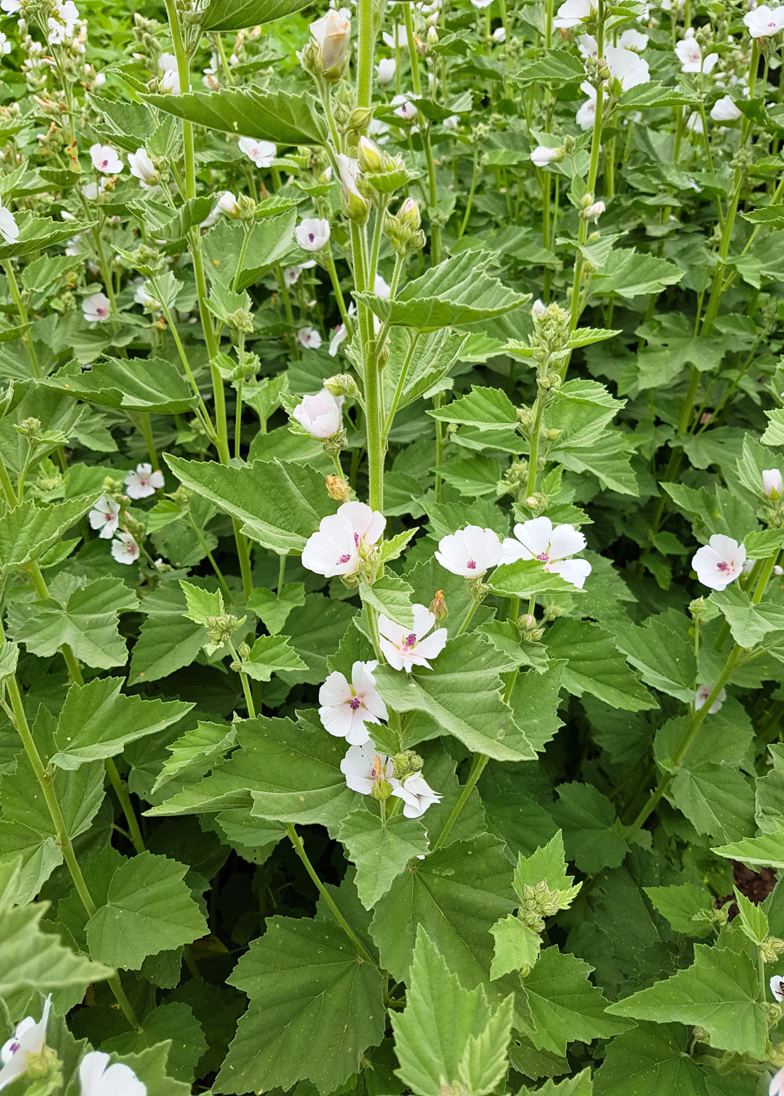 Marshmallow herb (Althaea officinalis) in a coconut coir pot, healthy green leaves, grown outdoors.