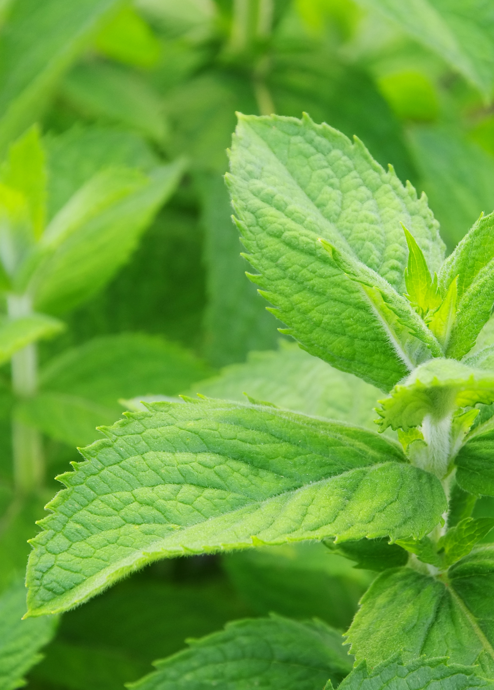 Fresh Mojito Mint herb in coconut coir pot, showcasing vibrant green Mentha villosa leaves from Sow Exotic.