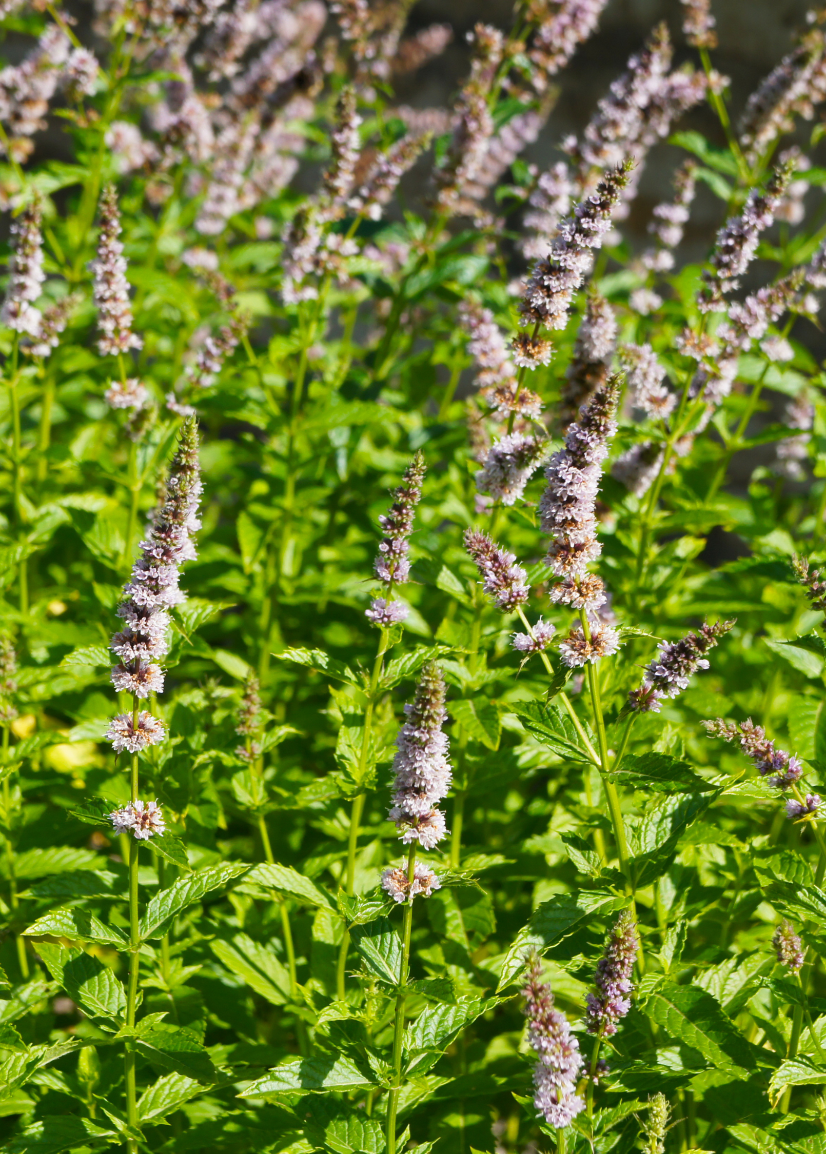 Moroccan Mint herb in a coconut coir pot, grown by Sow Exotic, with vibrant green mint leaves and fresh appearance.