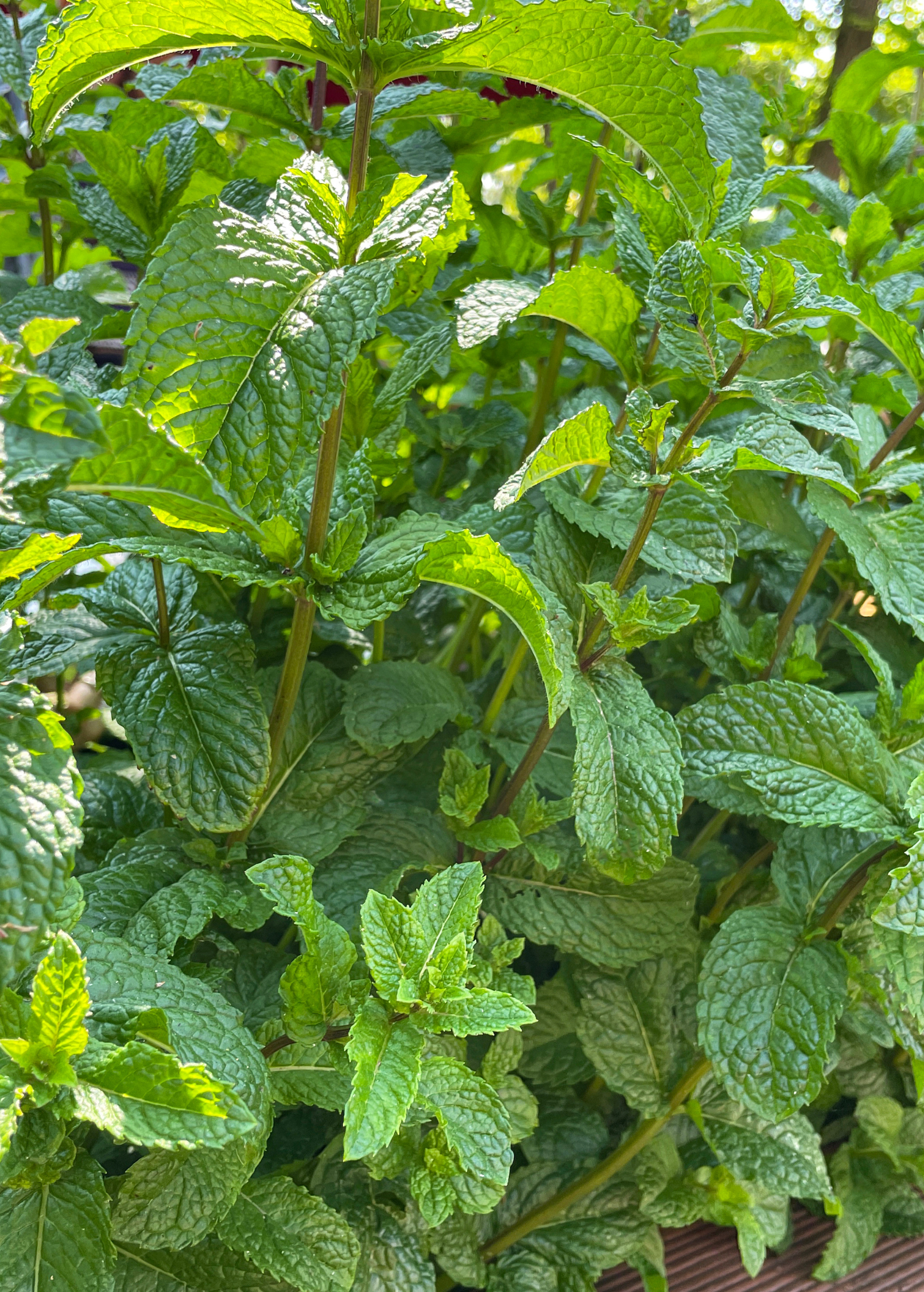 Fresh Moroccan Mint herb in a coconut coir pot, grown by Sow Exotic, showcasing vibrant green leaves of Mentha spicata.