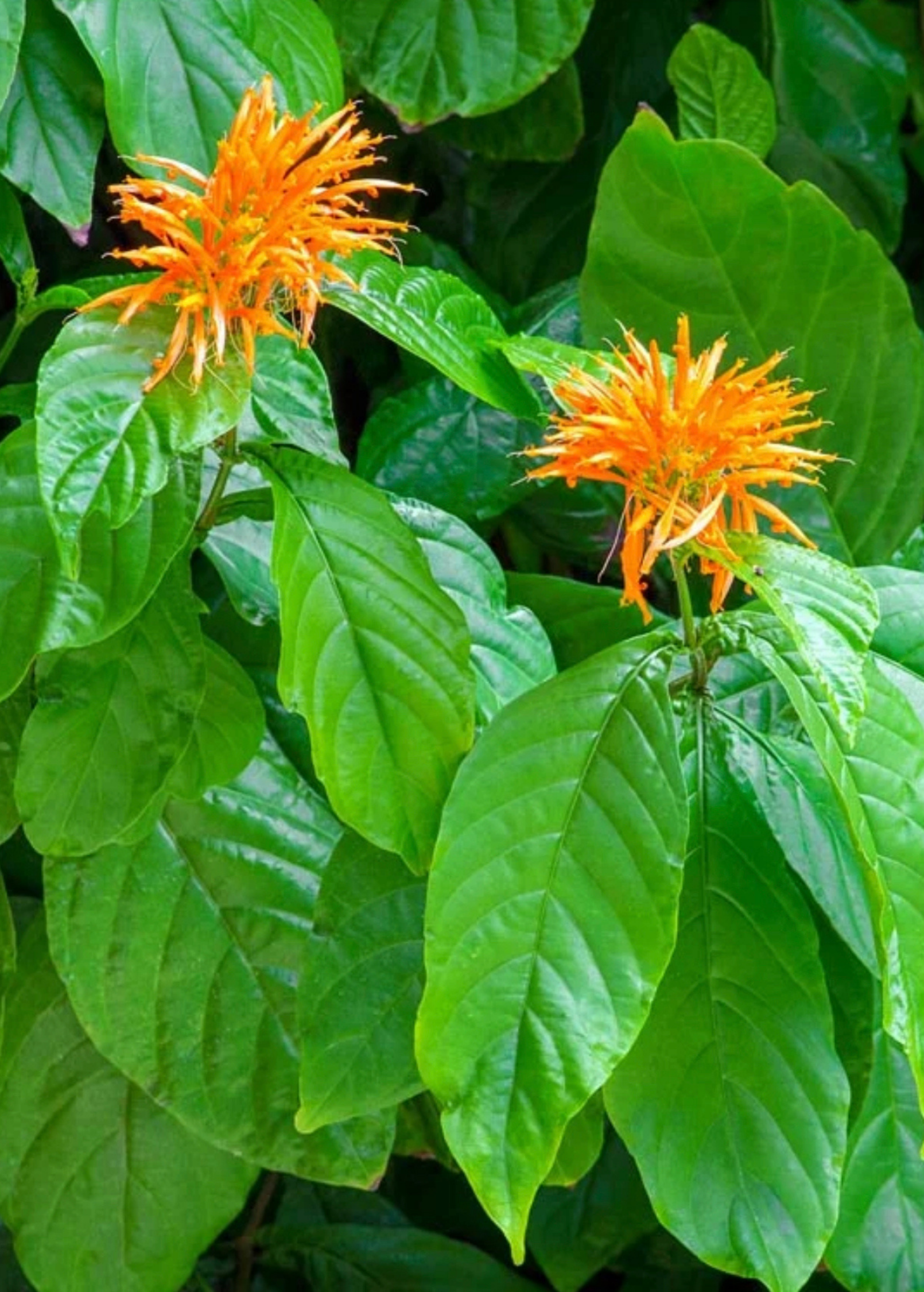 Muicle Mexican Honeysuckle herb in coconut coir pot, showcasing vibrant green leaves and bushy growth.