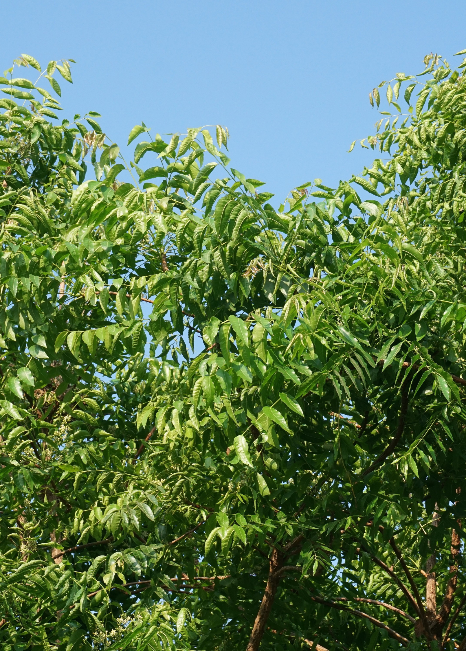 Neem tree herb in a coconut coir pot, showcasing lush green leaves and healthy growth, by Sow Exotic.