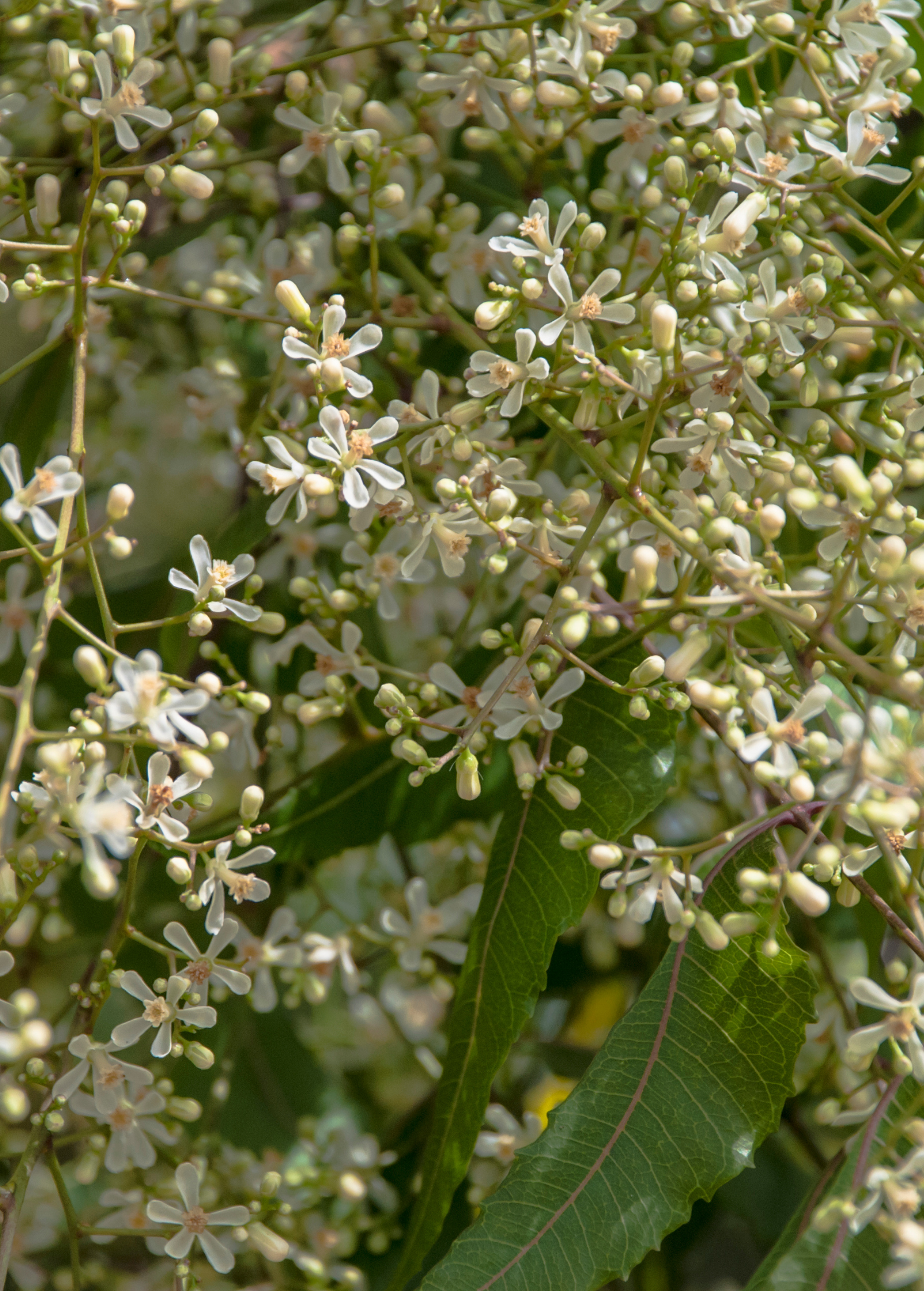 Healthy Neem Tree (Azadirachta indica) herb plant in a coconut coir pot, cultivated by Sow Exotic.