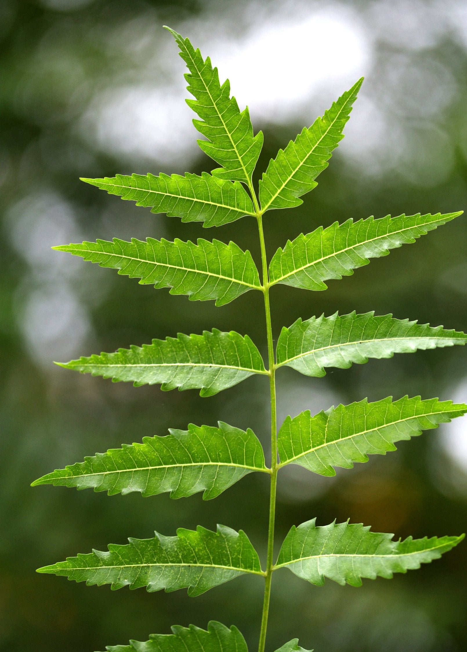 Medium-sized Neem Tree (Azadirachta indica) herb in coconut coir pot by Sow Exotic, showcasing lush green foliage.