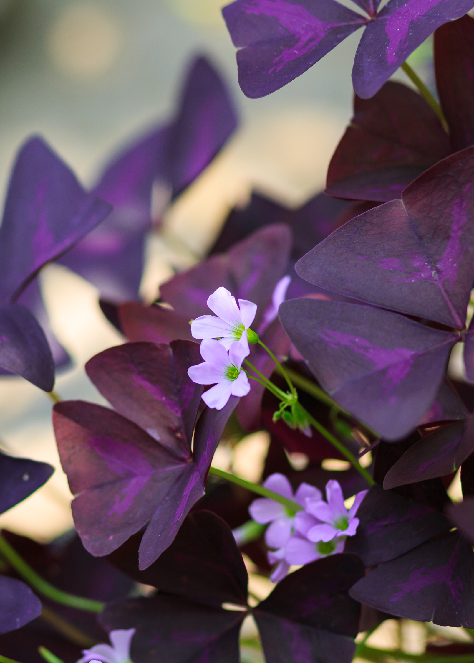 Purple Oxalis herb in a coconut coir pot, showcasing vibrant triangular leaves and delicate purple foliage from Sow Exotic.