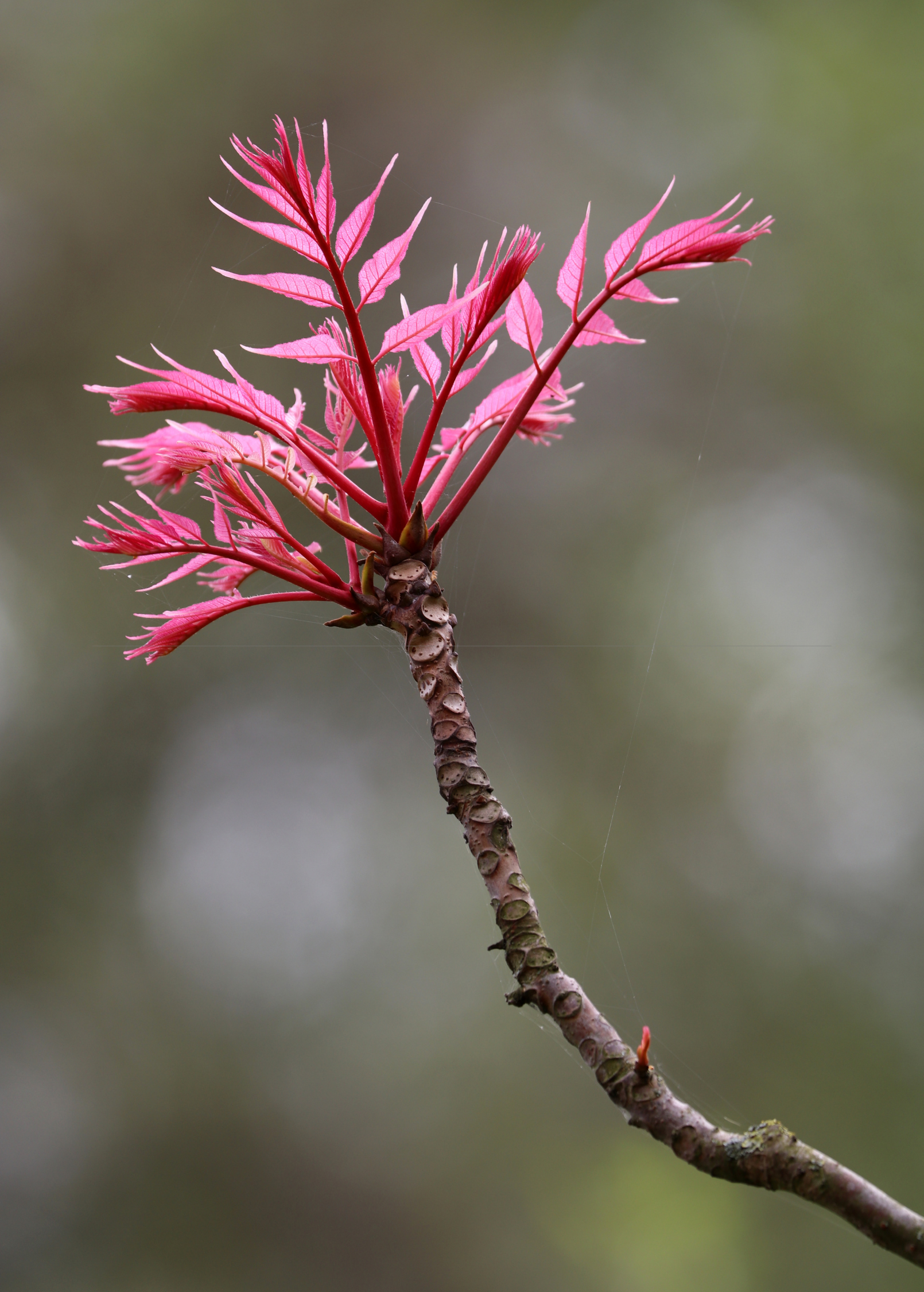 Red Toon herb (Toona sinensis) in a coconut coir pot, showing vibrant red leaves and lush green foliage.