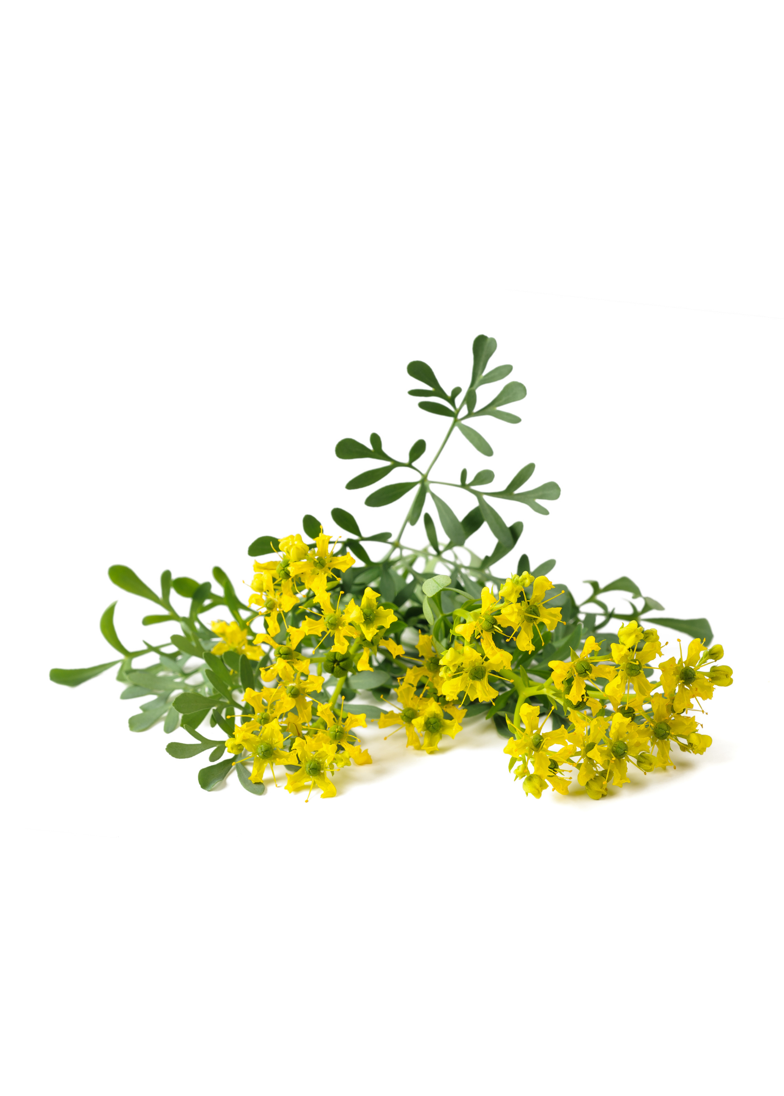 Fresh Rue herb (Ruta graveolens) potted in coconut coir, grown by Sow Exotic, with vibrant green leaves and bushy foliage.