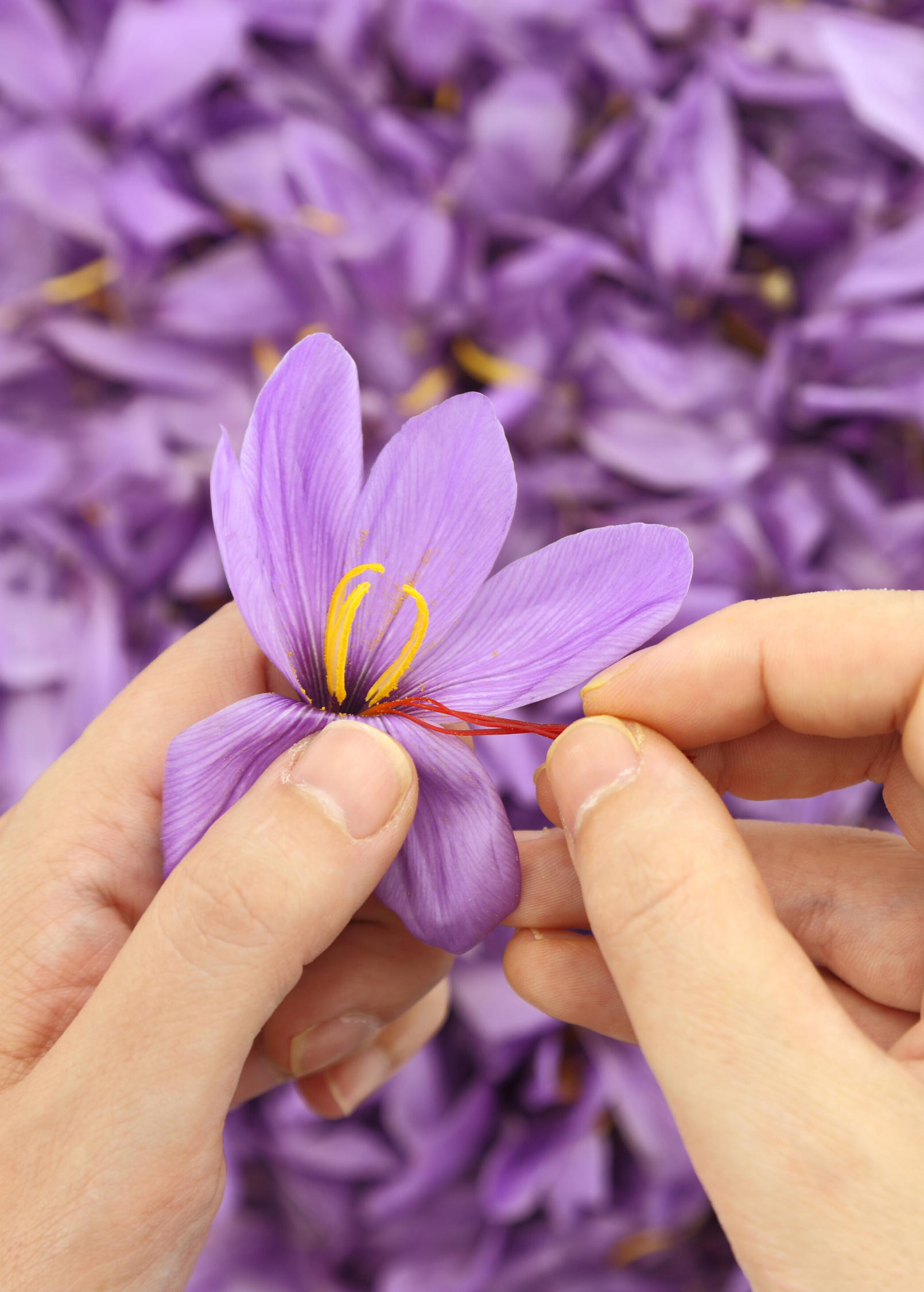 Saffron herb (Crocus sativus) in a coconut coir pot, grown by Sow Exotic, showcasing purple crocus flowers and saffron threads.
