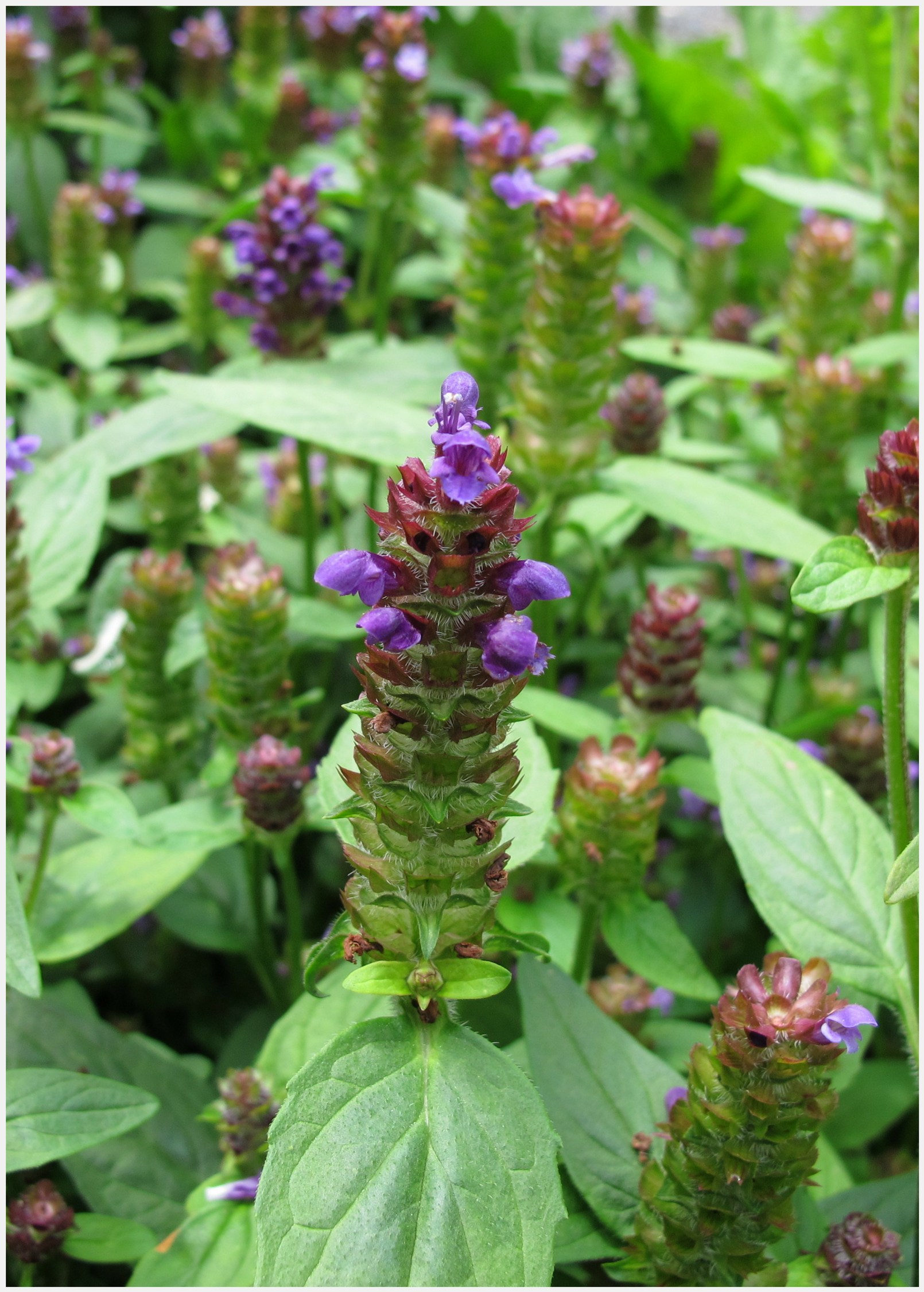 Self Heal Herb (Prunella vulgaris) in a coconut coir pot, showcasing lush green foliage of Sow Exotic's herbal plant.