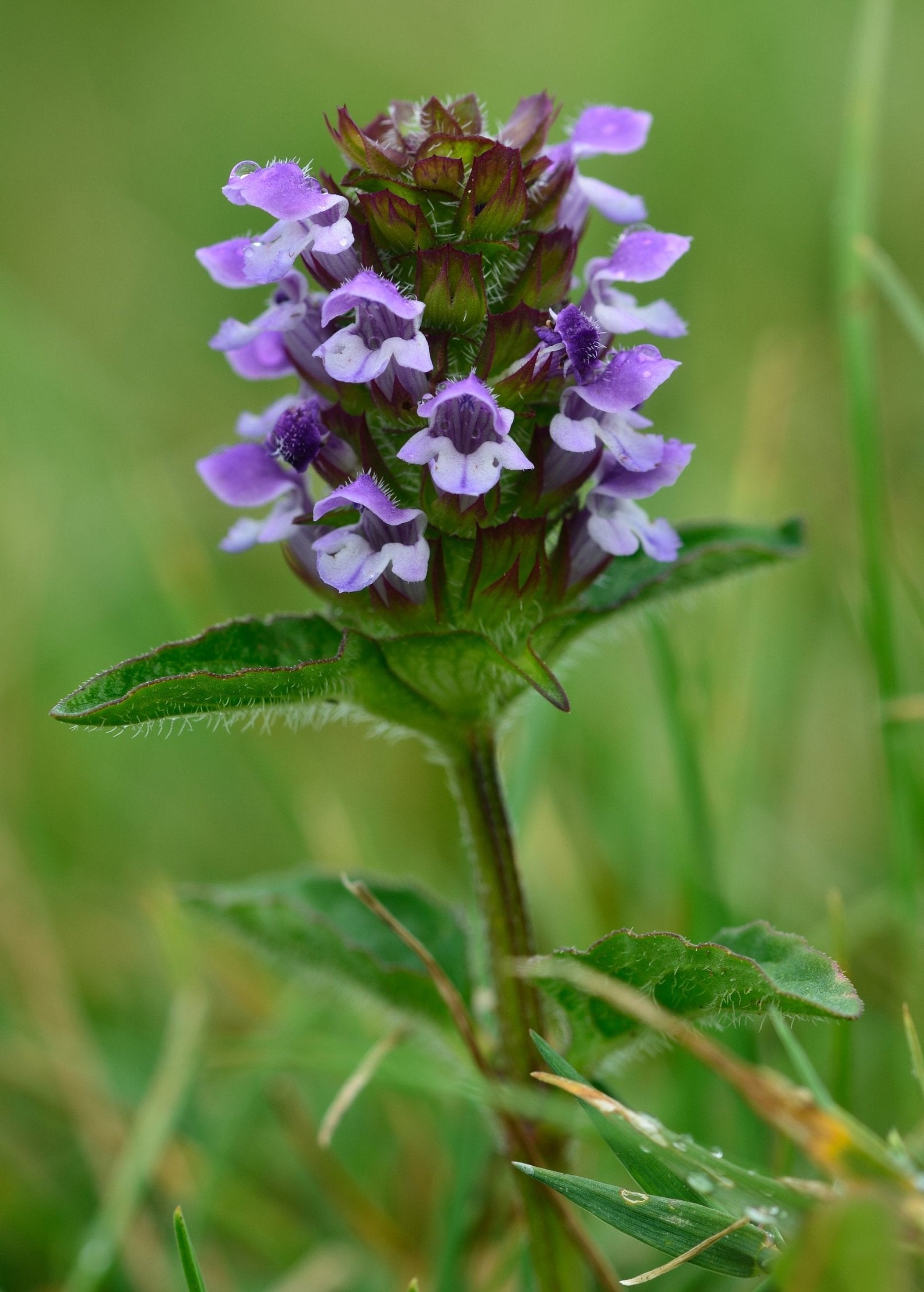 Self Heal Herb (Prunella vulgaris) in coconut coir pot, showcasing vibrant green leaves and healthy growth.