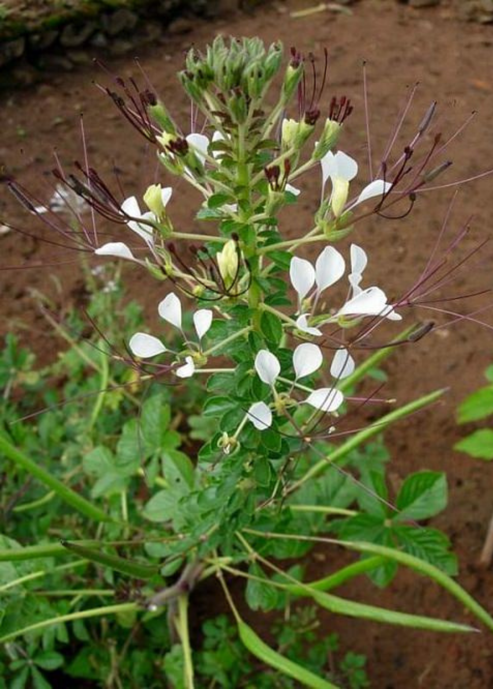 Shona Cabbage herb in a coconut coir pot, grown by Sow Exotic, showcasing green leafy foliage of Cleome gynandra.