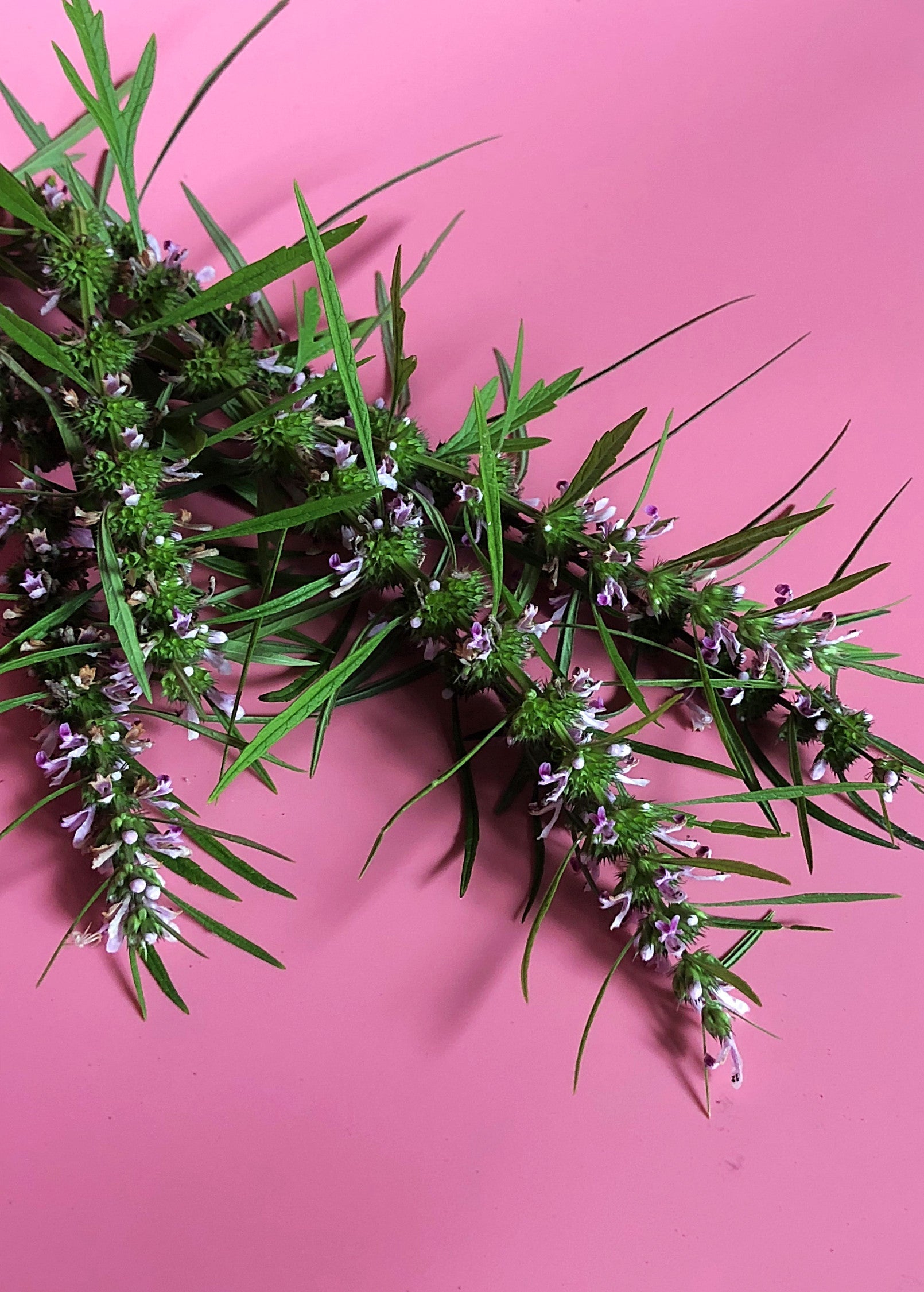 Siberian Motherwort herb in a coconut coir pot, grown by Sow Exotic, with lush green leaves and sturdy stems.