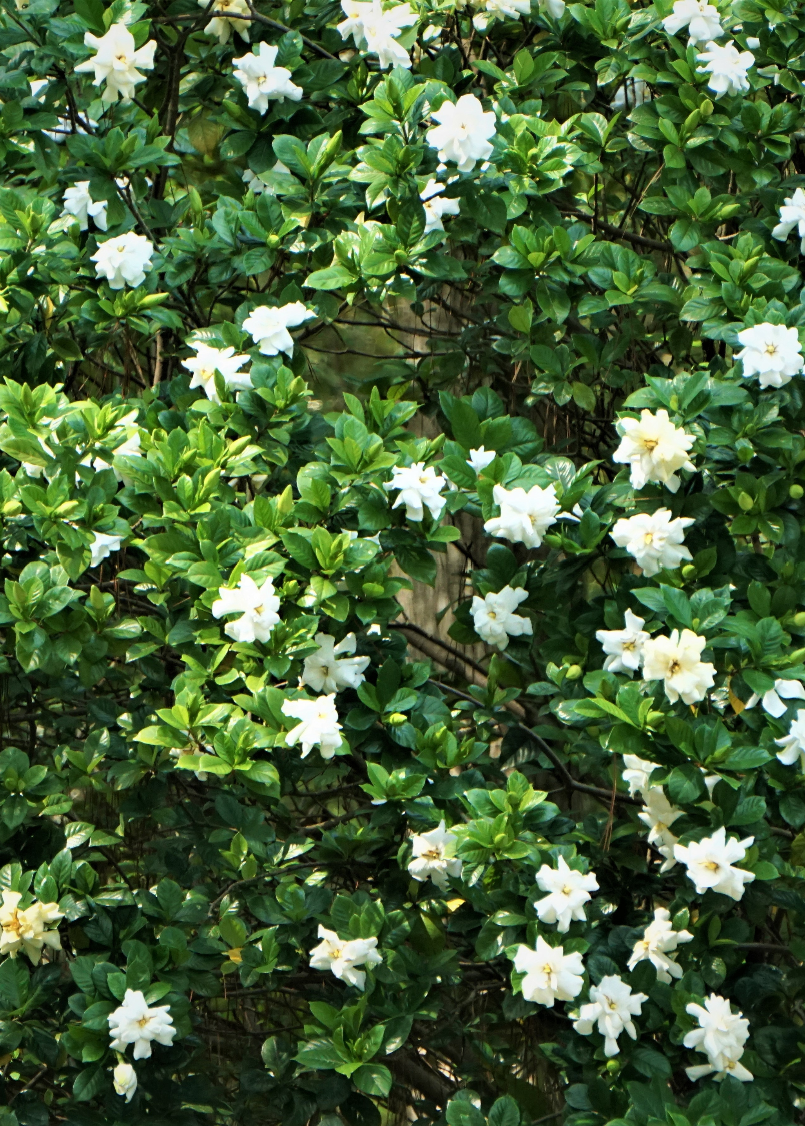 Belmont Gardenia Cape Jasmine herb in a coconut coir pot, showcasing glossy green leaves and white fragrant flowers.