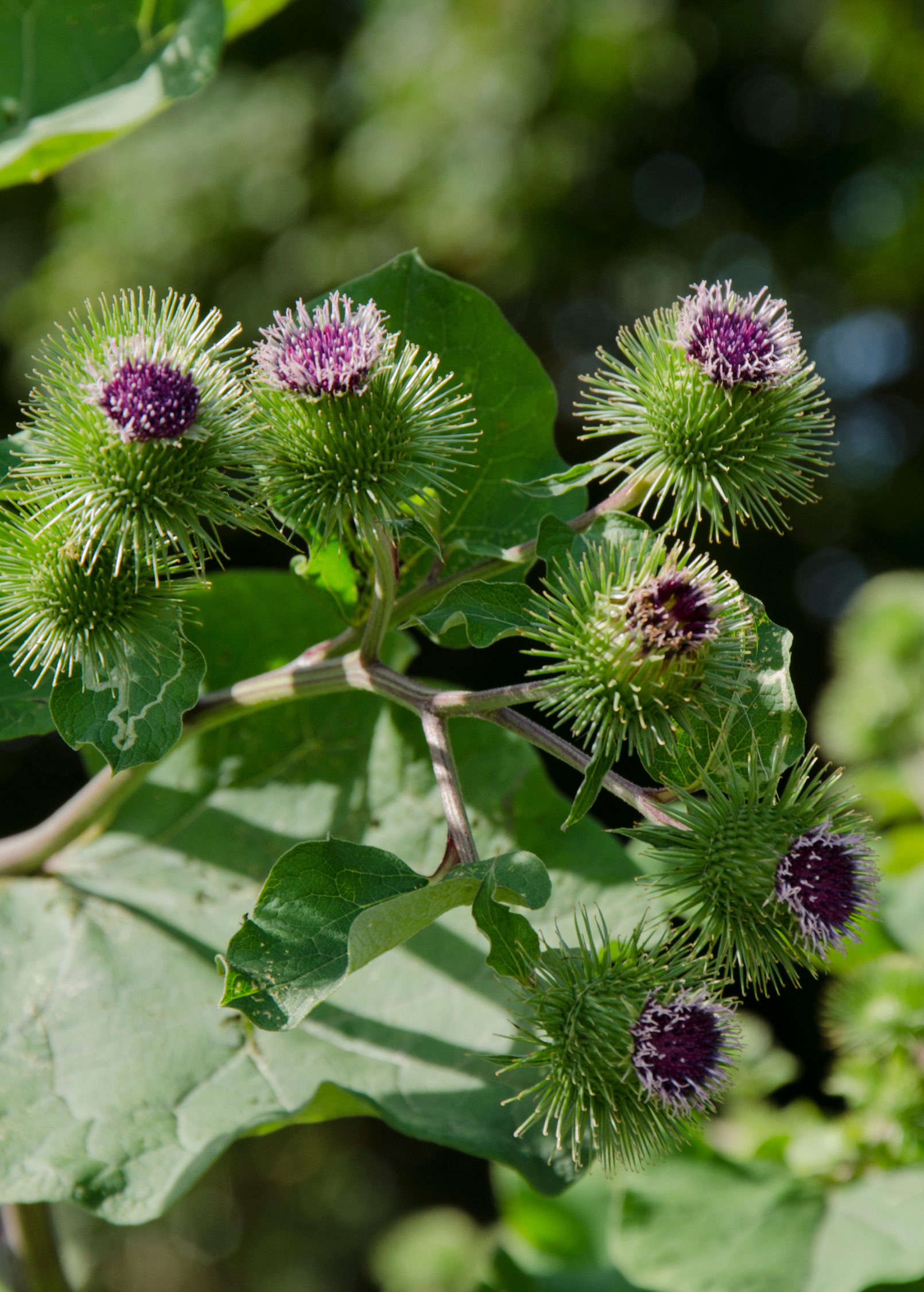 Healthy Greater Burdock herb plant in a coconut coir pot, grown by Sow Exotic, showcasing its broad leaves and sturdy stems.