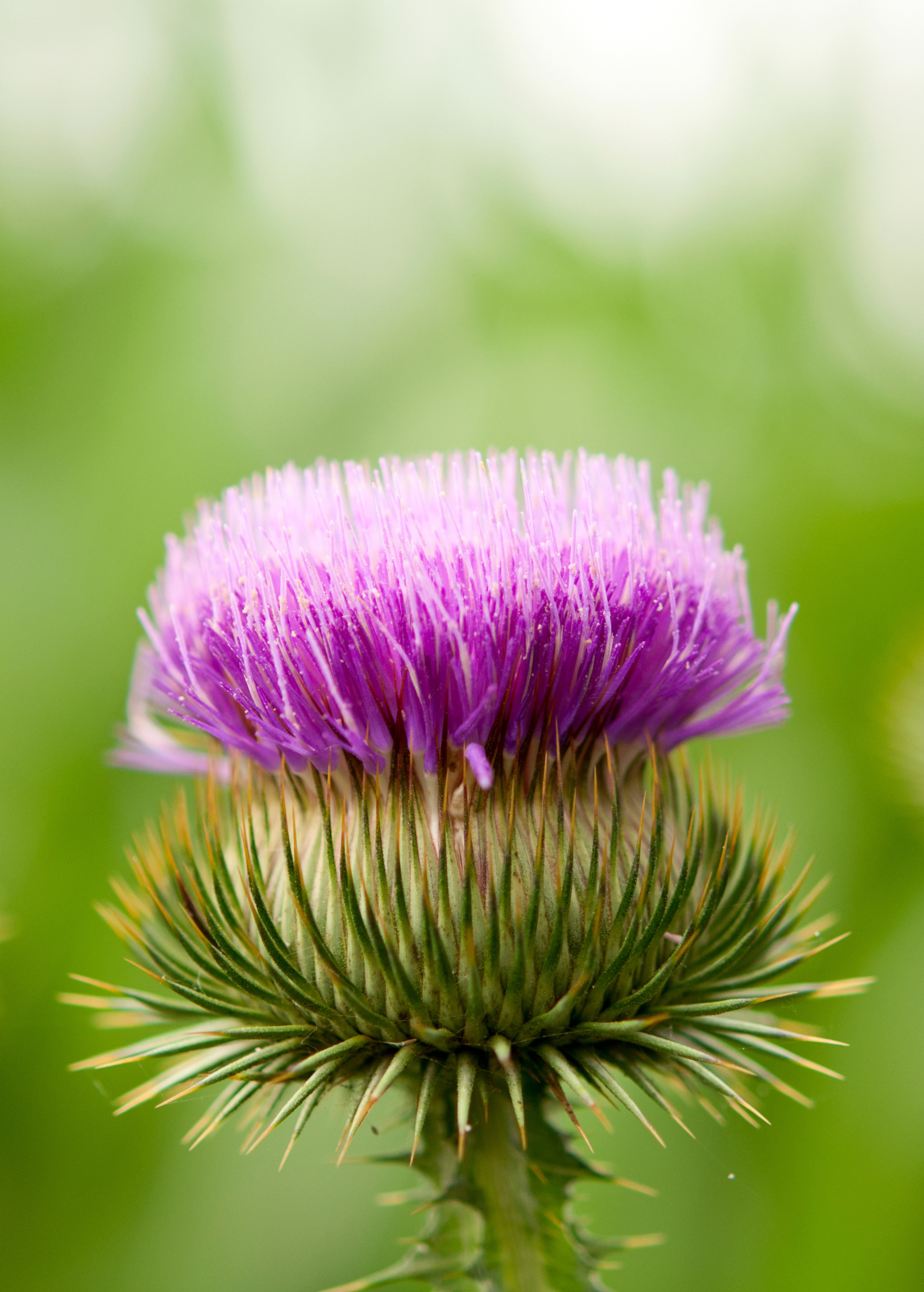 Greater Burdock herb plant in a coconut coir pot, grown by Sow Exotic, showcasing large leaves and healthy growth.