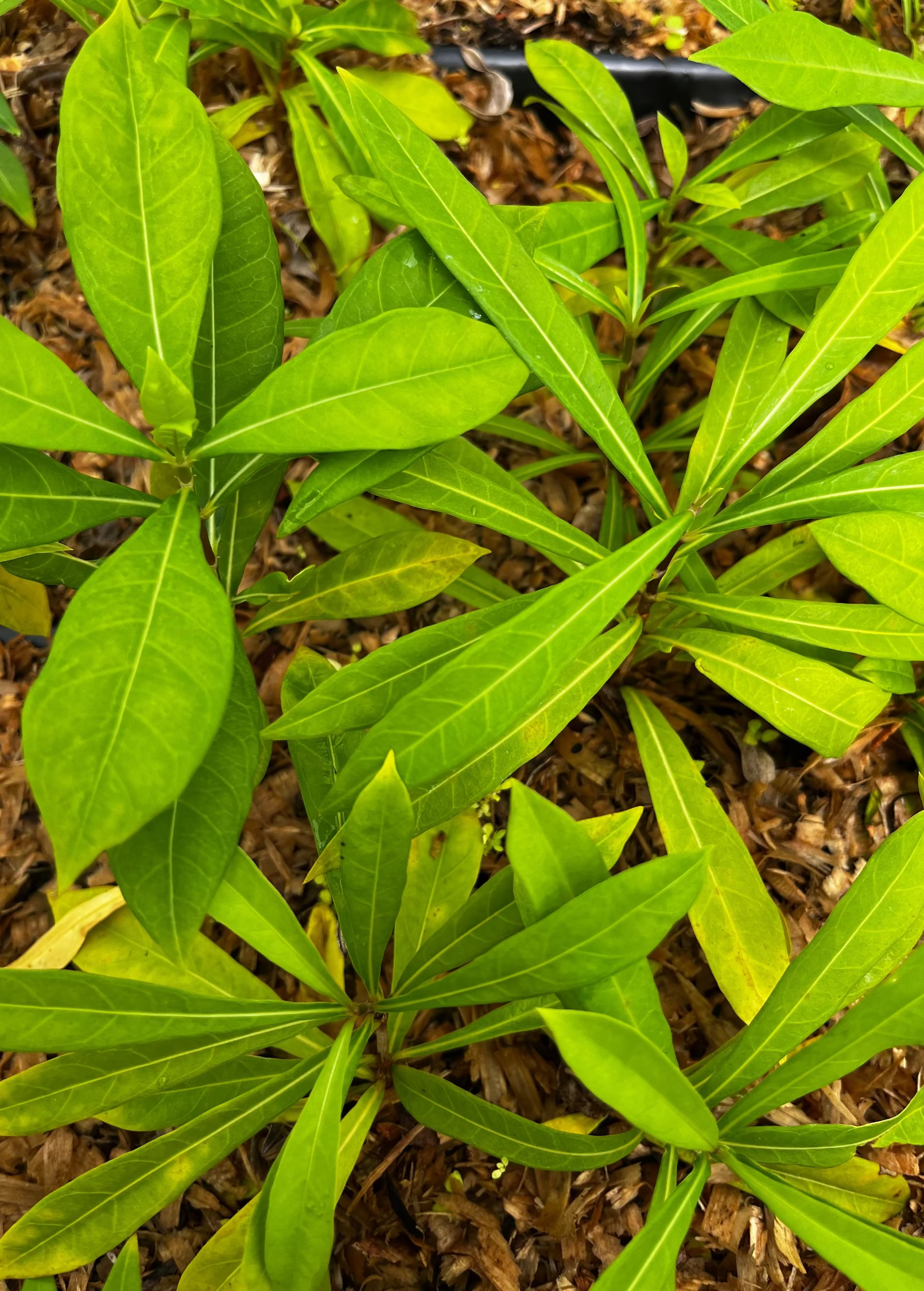 Single Jamaican Strongback Desmodium incanum herb plant in coconut coir pot, grown by Sow Exotic.