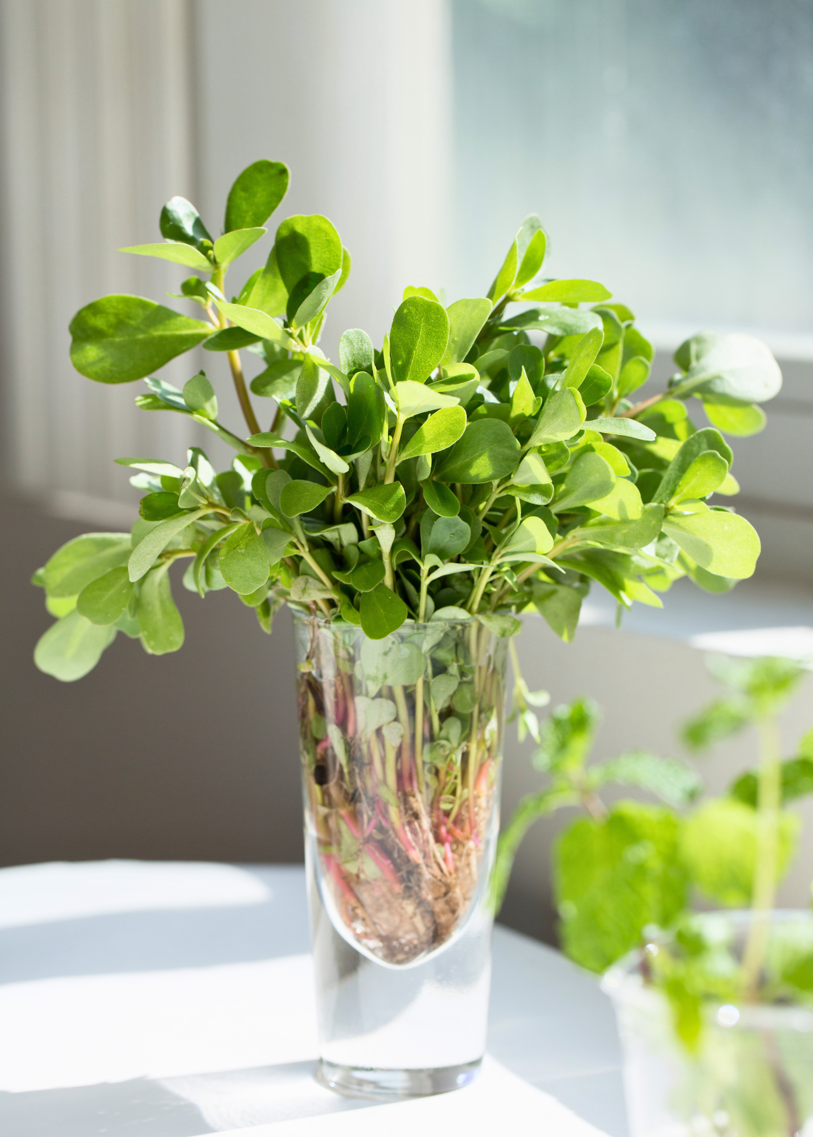 Fresh Purslane herb in a coconut coir pot, healthy green Portulaca oleracea plant from Sow Exotic.