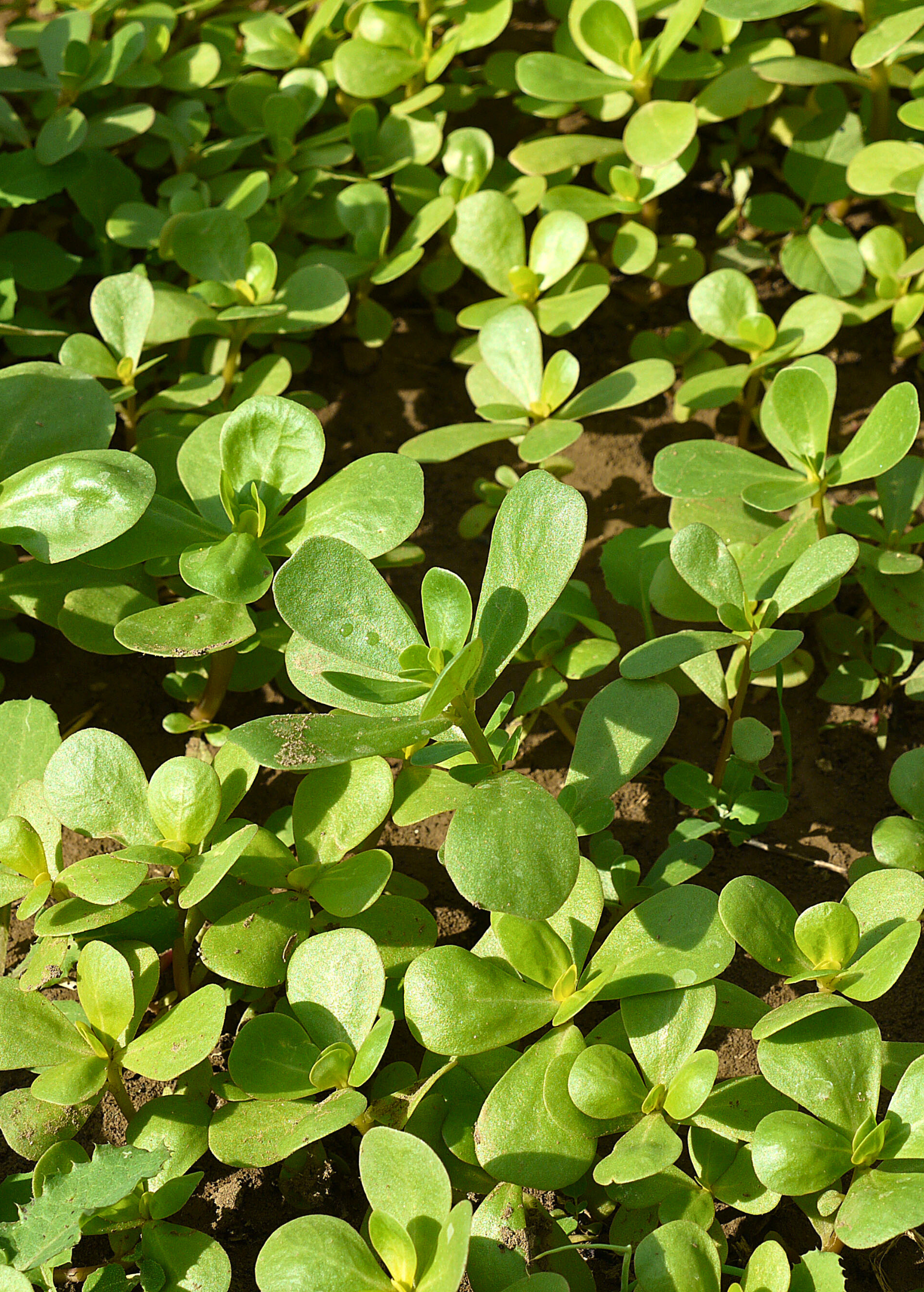 Purslane herb in a coconut coir pot, healthy green Portulaca oleracea plant from Sow Exotic.