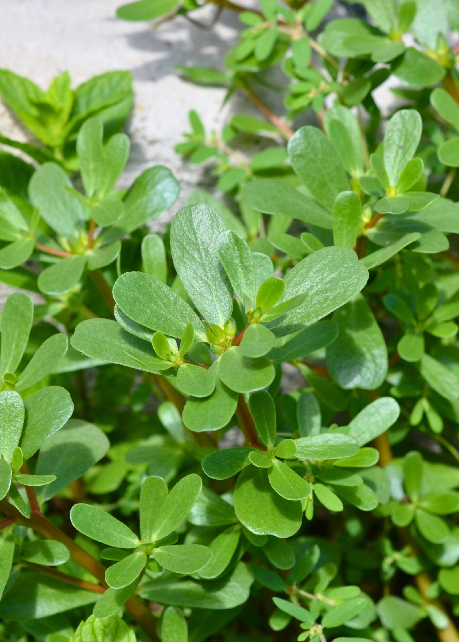 Purslane herb in a coconut coir pot, healthy green Portulaca oleracea plant from Sow Exotic.
