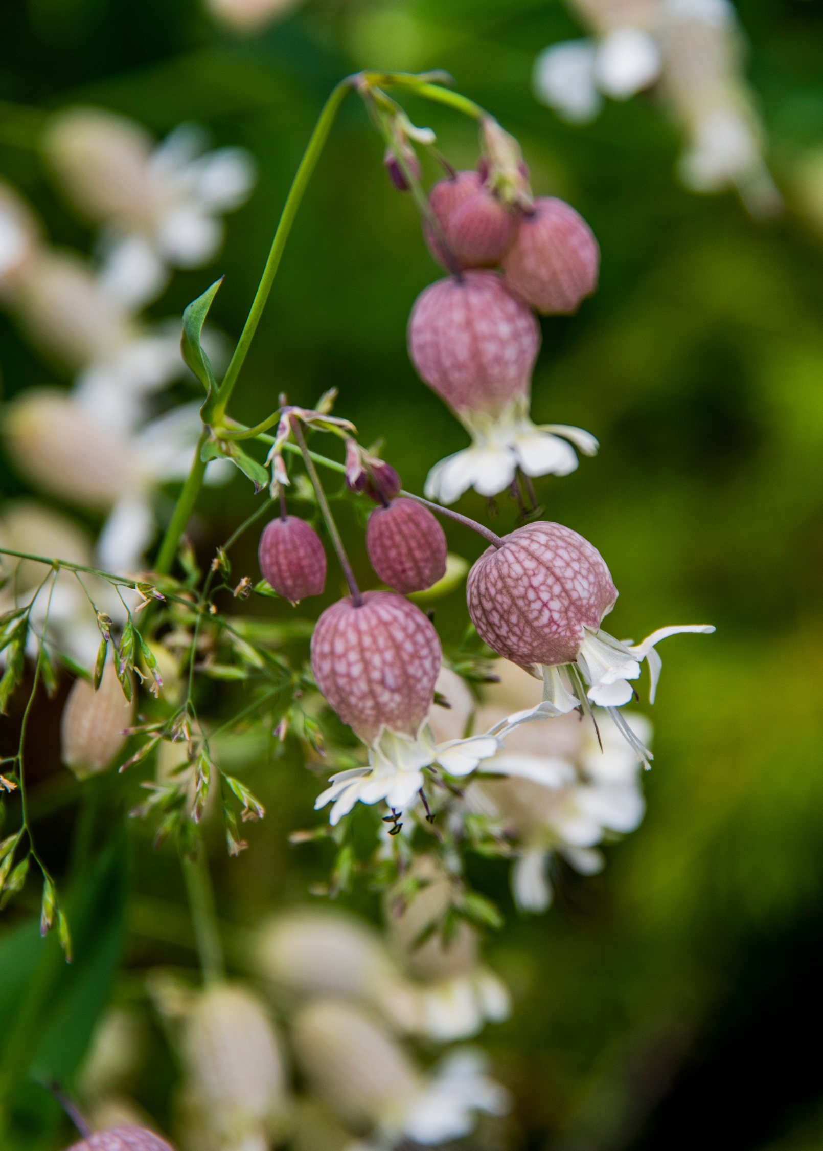Sculpit herb (Silene inflata) growing in a coconut coir pot, cultivated by Sow Exotic, ready for culinary or medicinal use.
