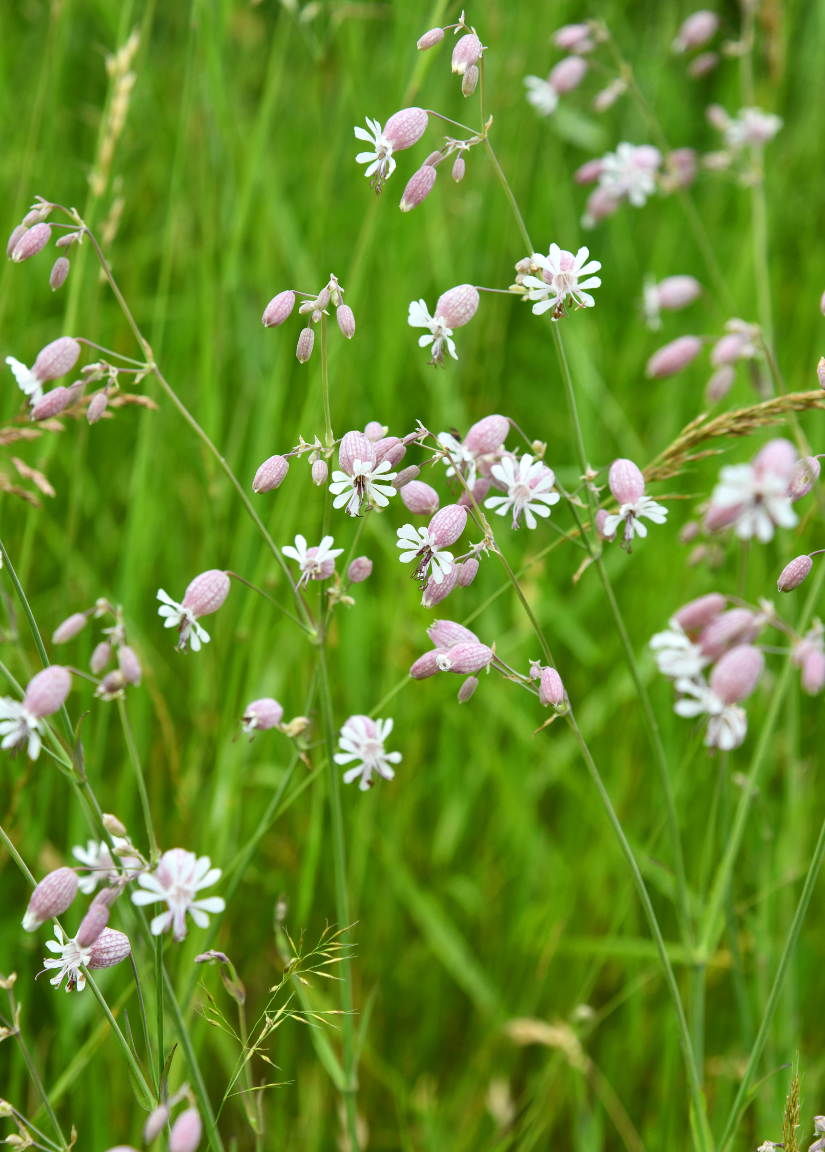 Sculpit herb (Silene inflata) in a coconut coir pot, showcasing lush green foliage and delicate flowers.