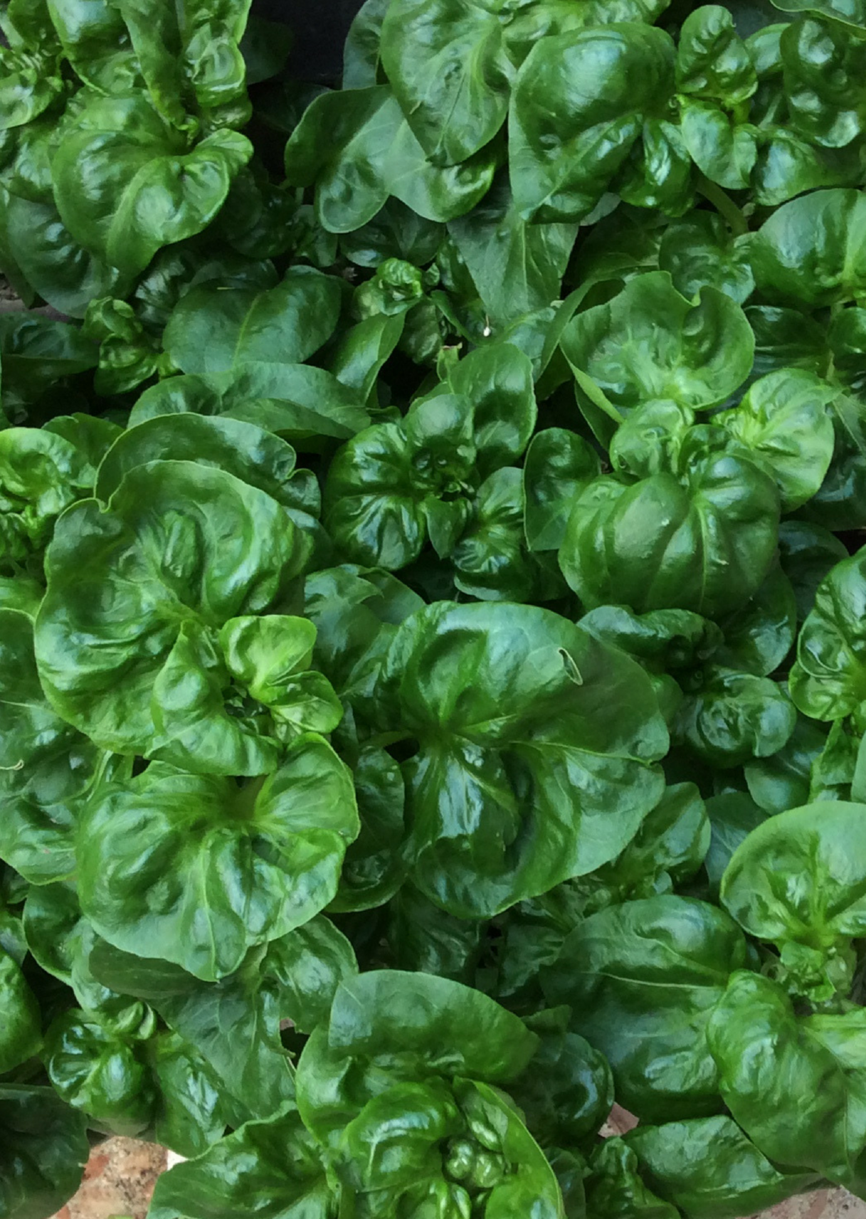 Sissoo Spinach herb in a coconut coir pot by Sow Exotic, with green, leafy stems and vibrant foliage.