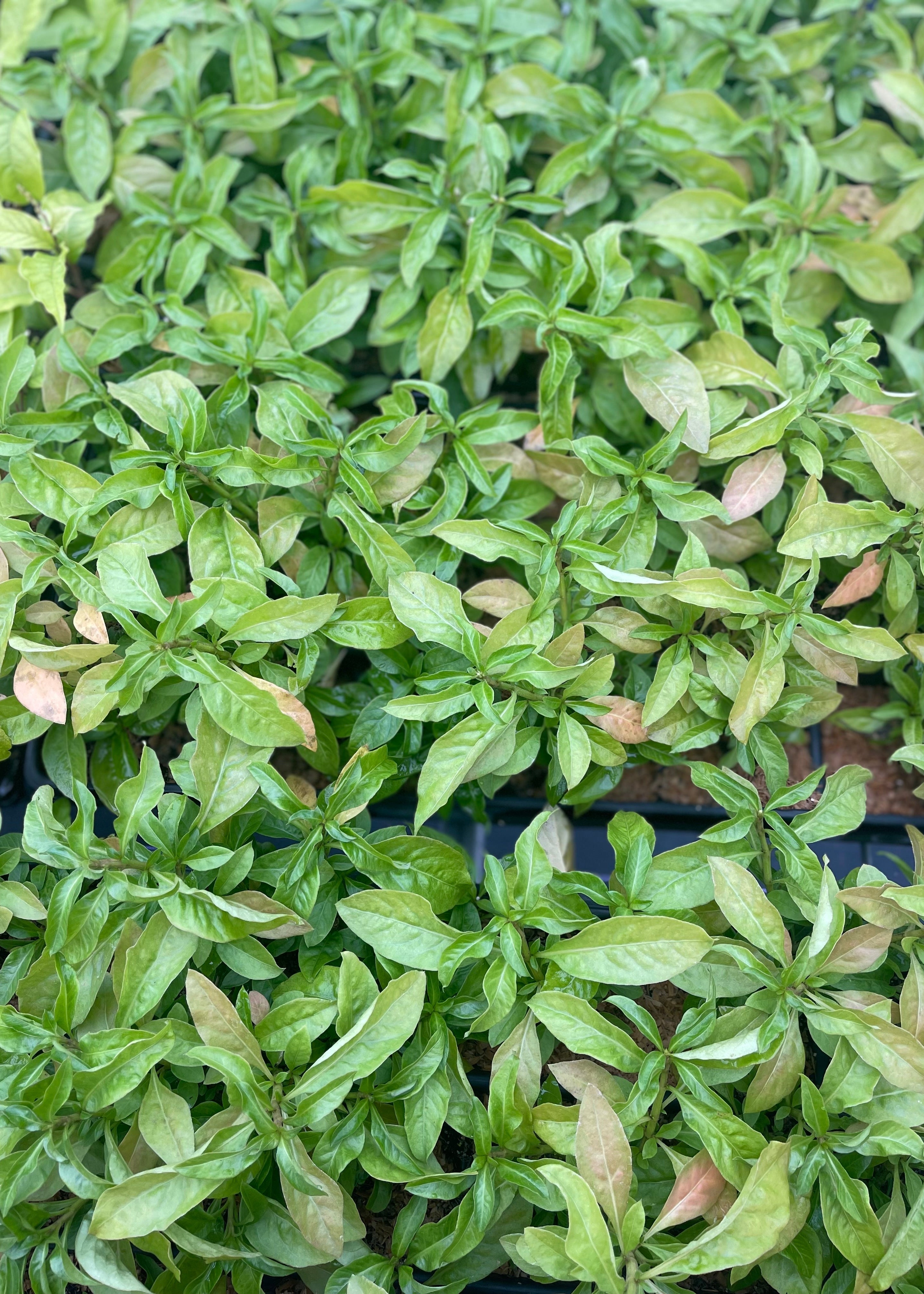 Sissoo Spinach herb in a coconut coir pot, narrowleaf Alternanthera sissoo plant by Sow Exotic.