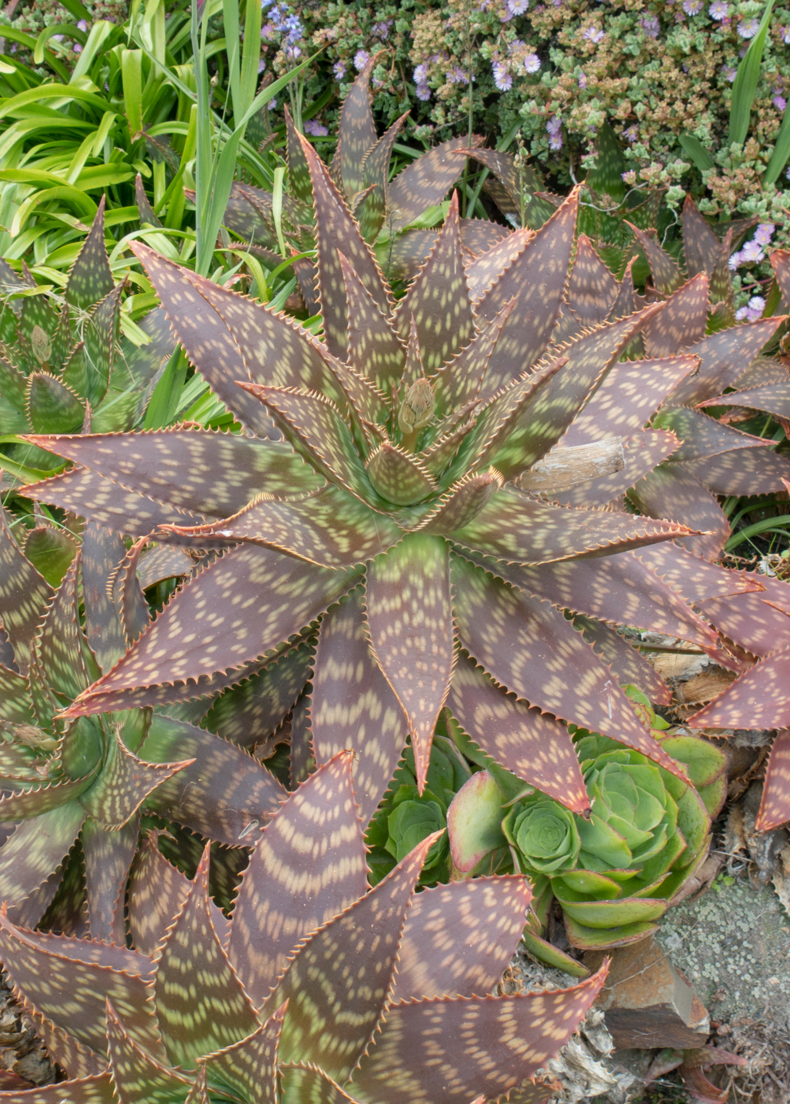 Herb Aloe maculata plant in a coconut coir pot, grown by Sow Exotic, with thick, fleshy leaves and distinctive spotted foliage.